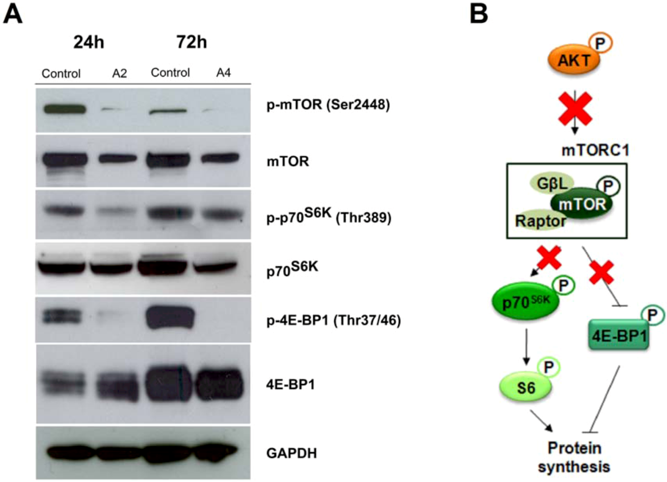 Molecules 16 06349 g005