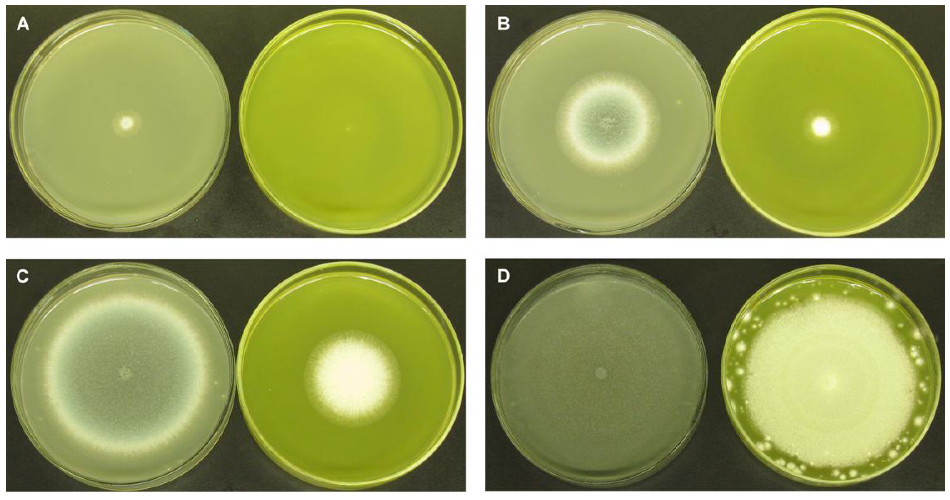 Molecules 16 09218 g004