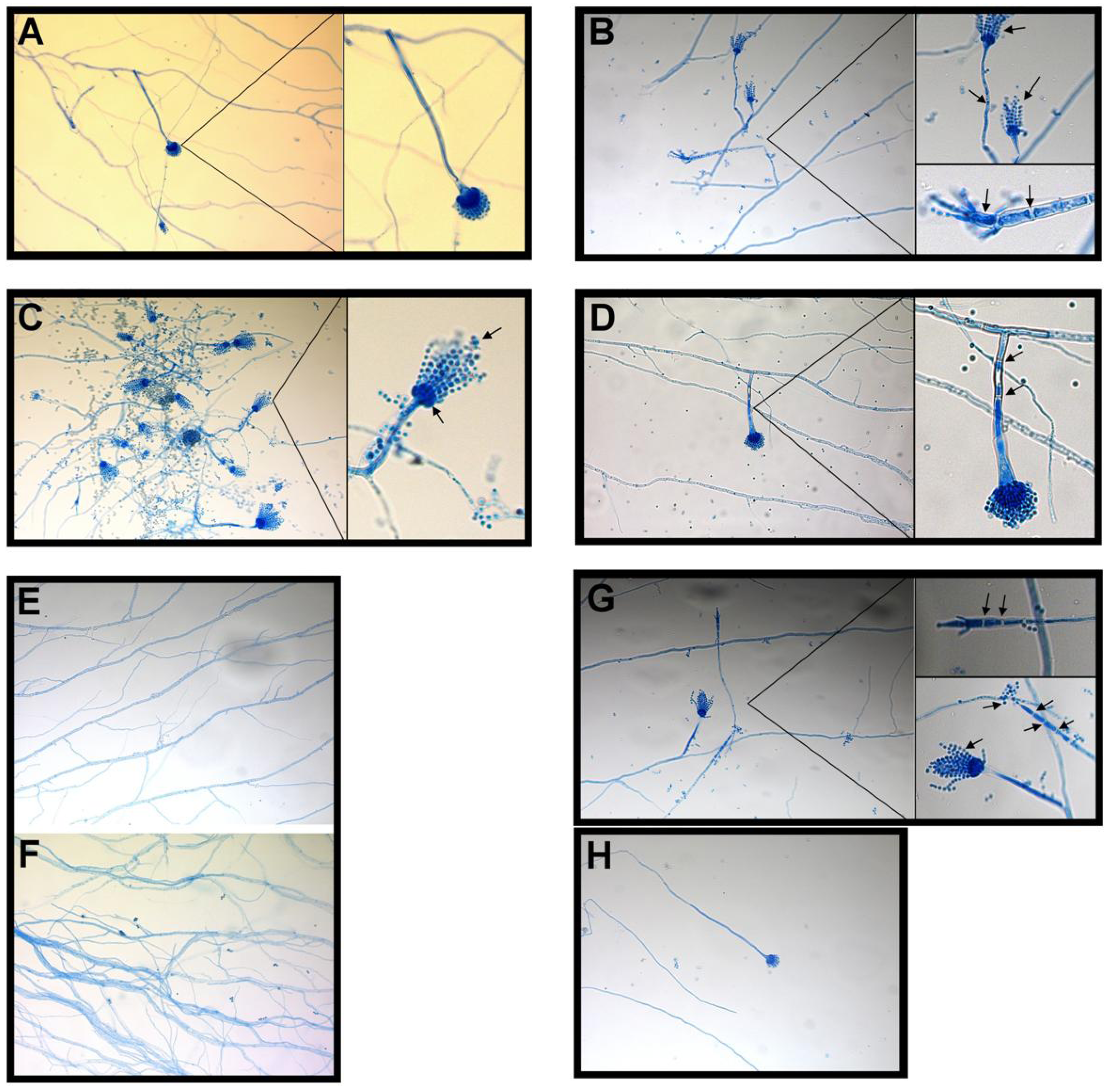 Molecules 16 09218 g005