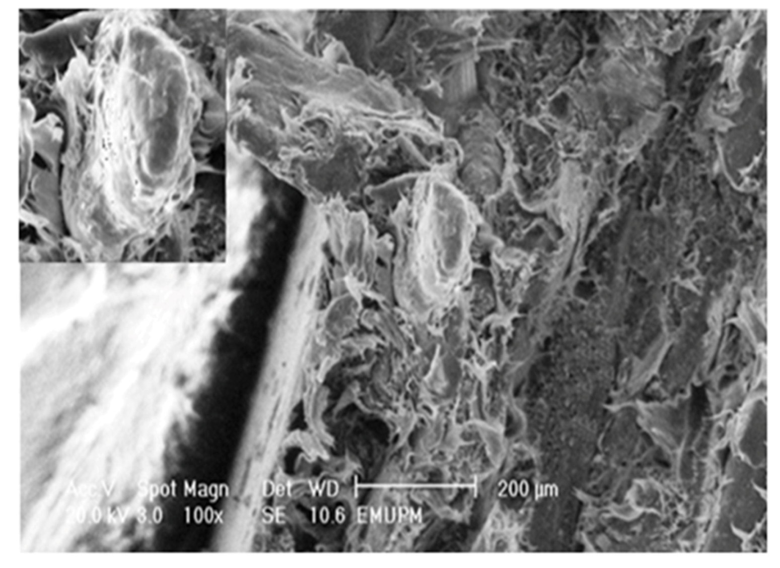 Molecules 17 01969 g013