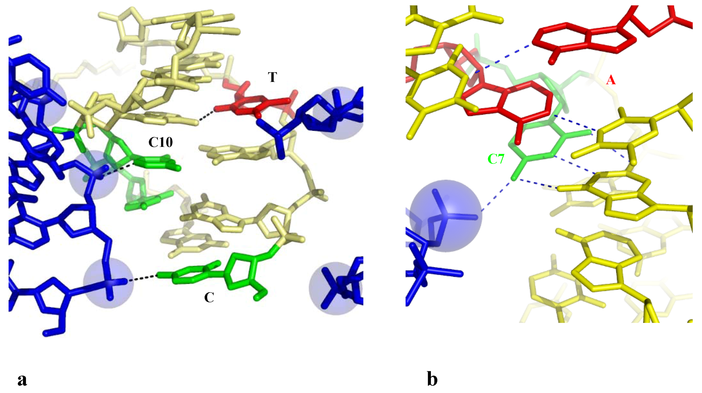 how do the base pairs match up in dna