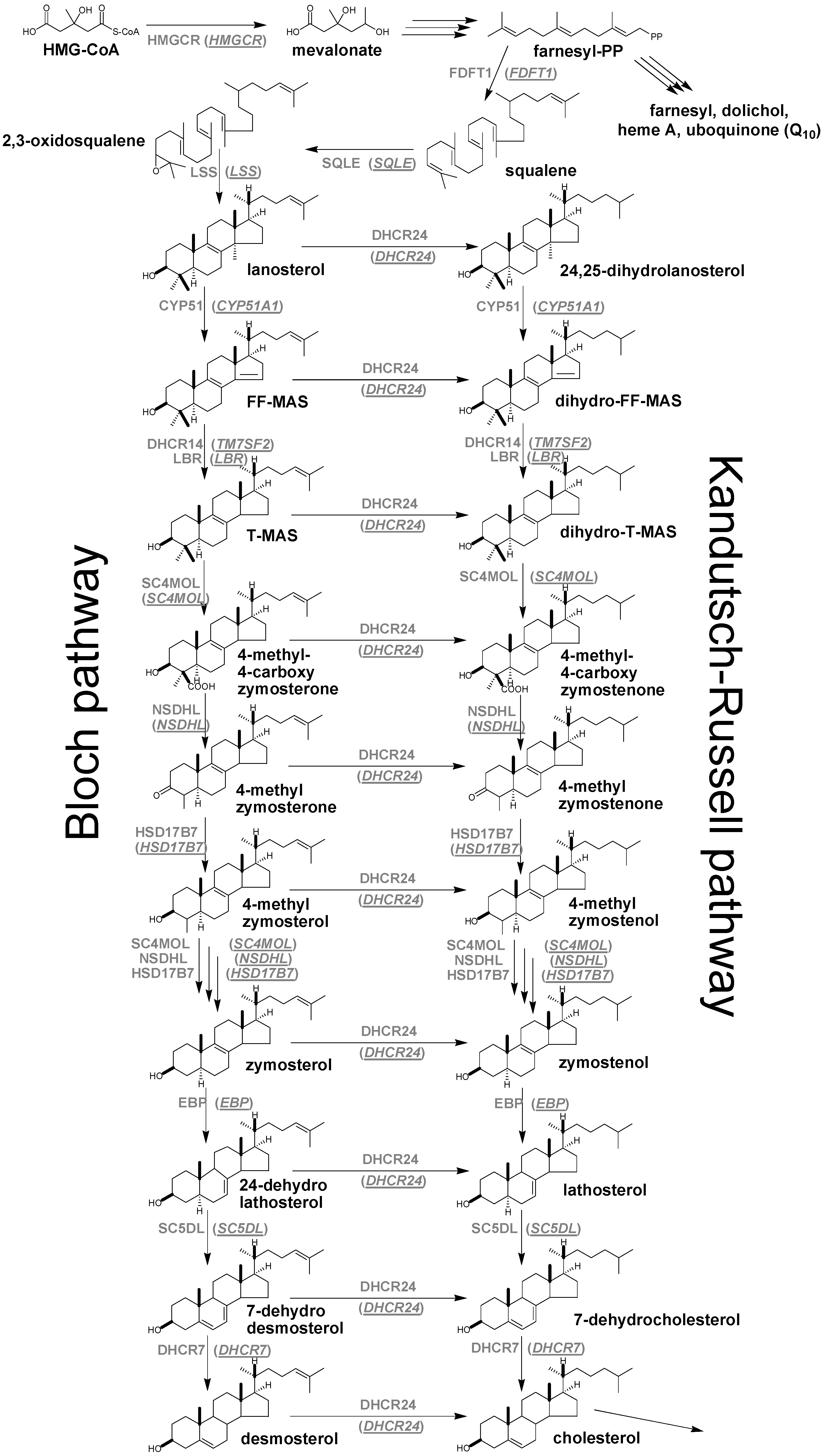 cholesterol synthesis