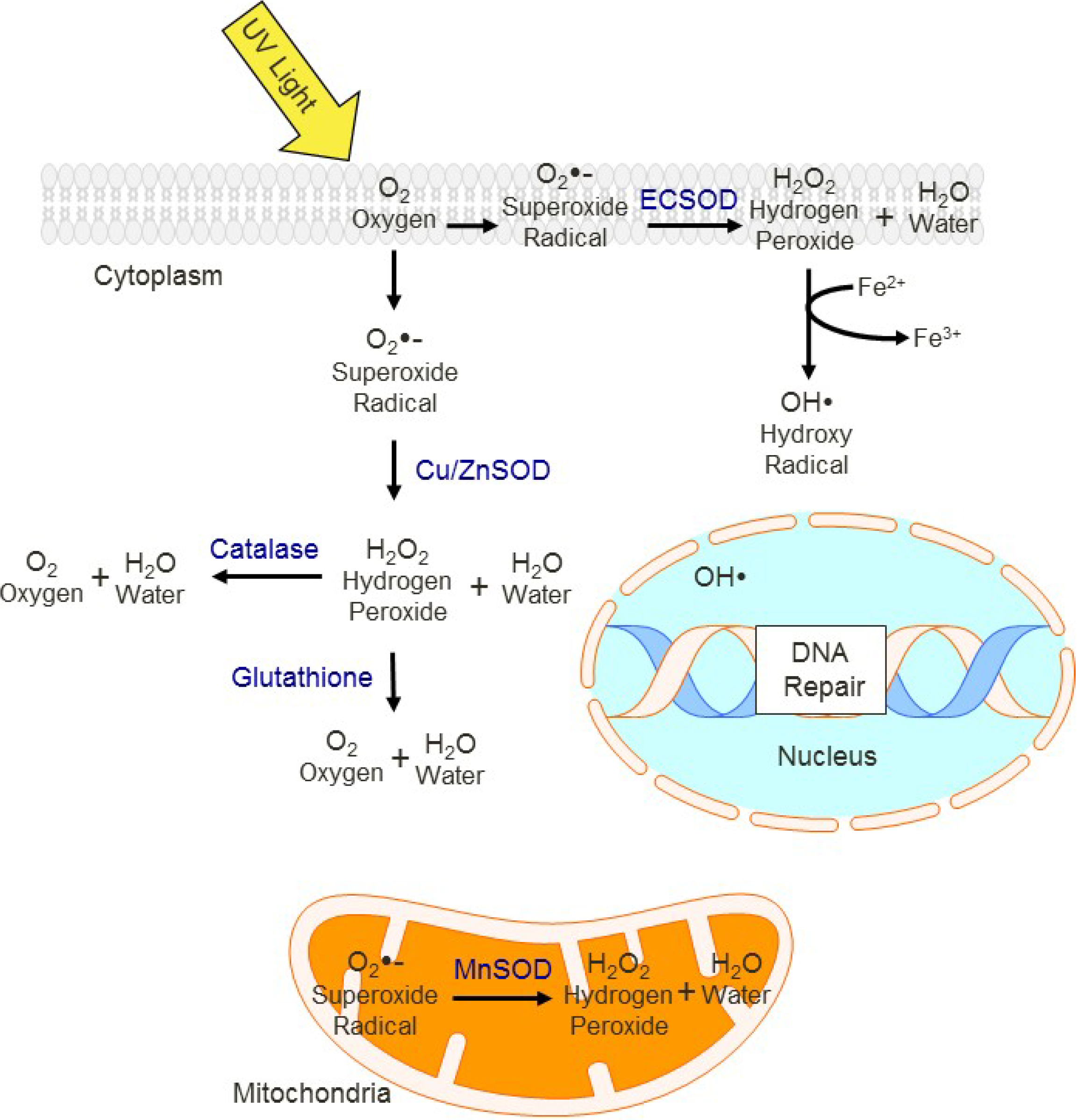 Molecules 19 06202 g003