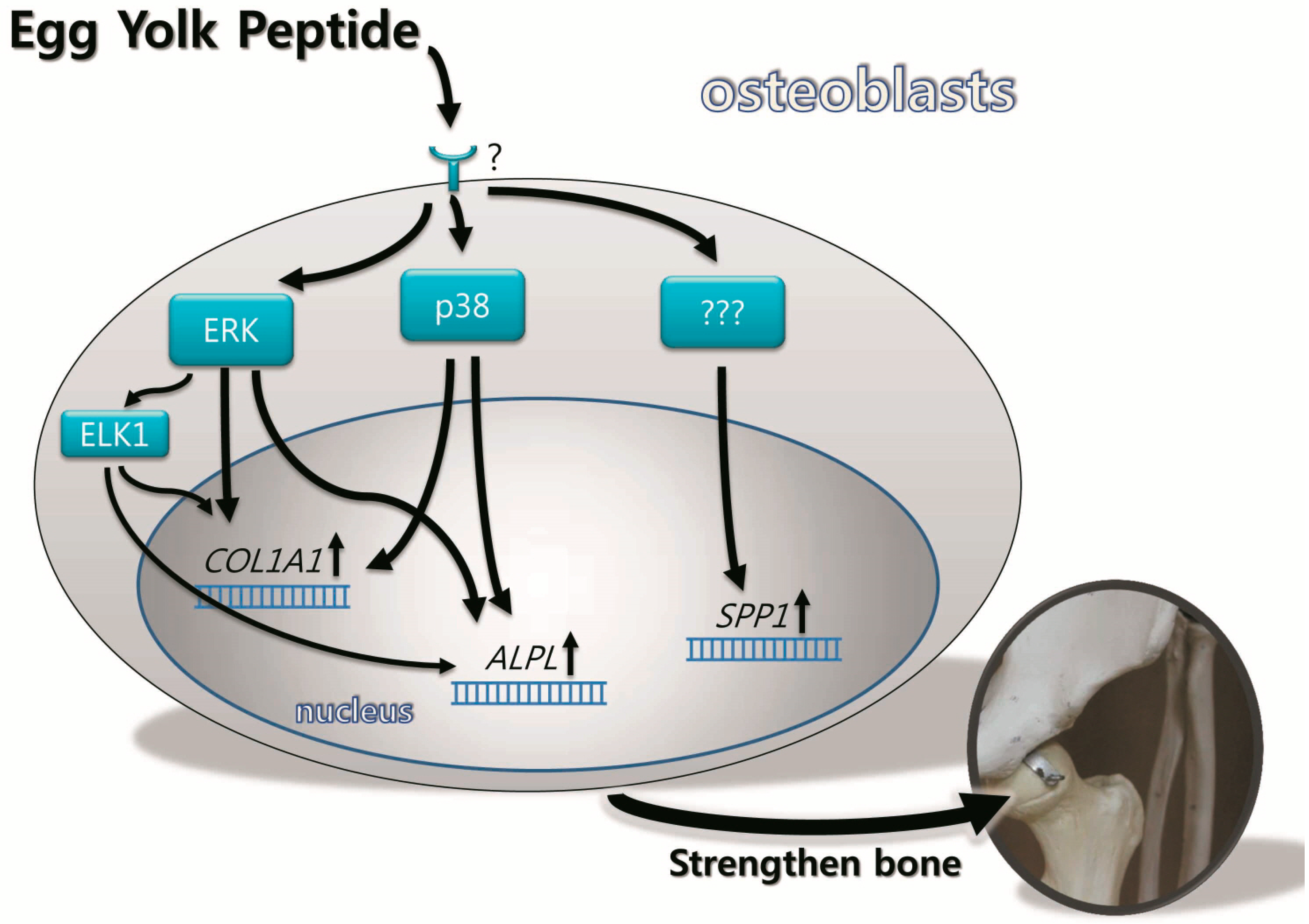 Molecules 19 12909 g008