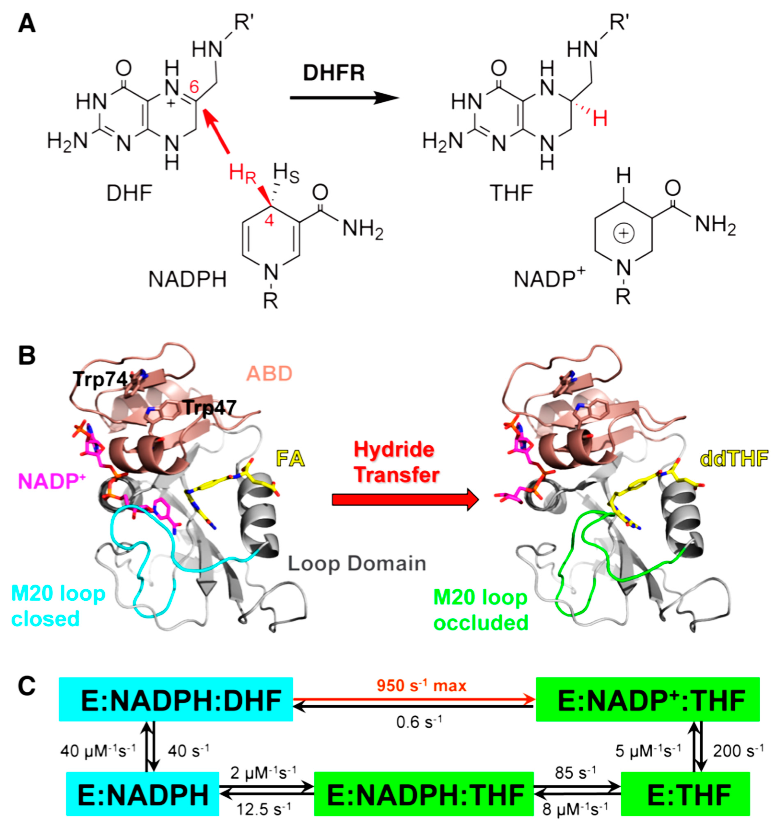 Molecules Free FullText Linking Protein Motion to Enzyme Catalysis