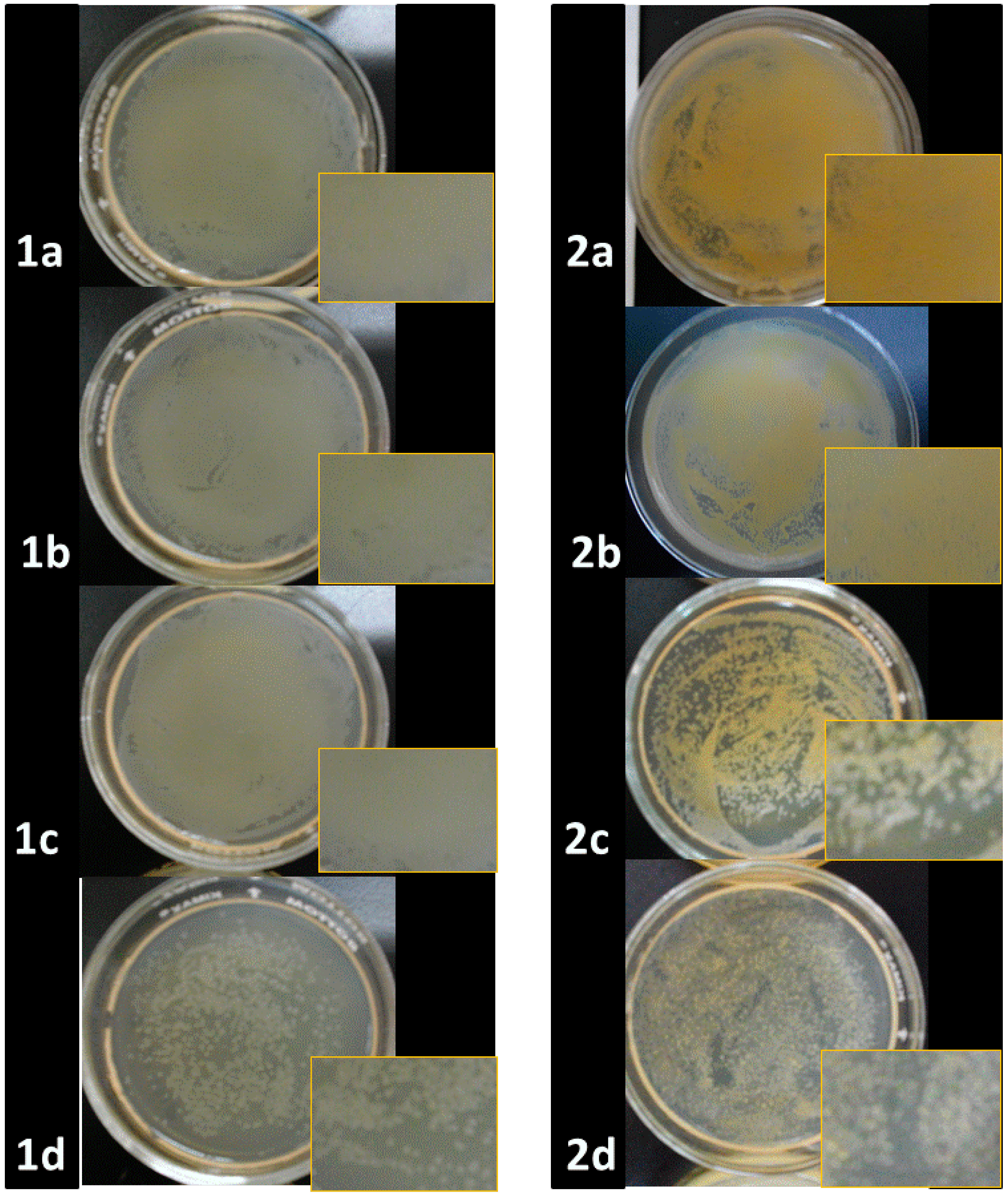 Molecules 20 06002 g006