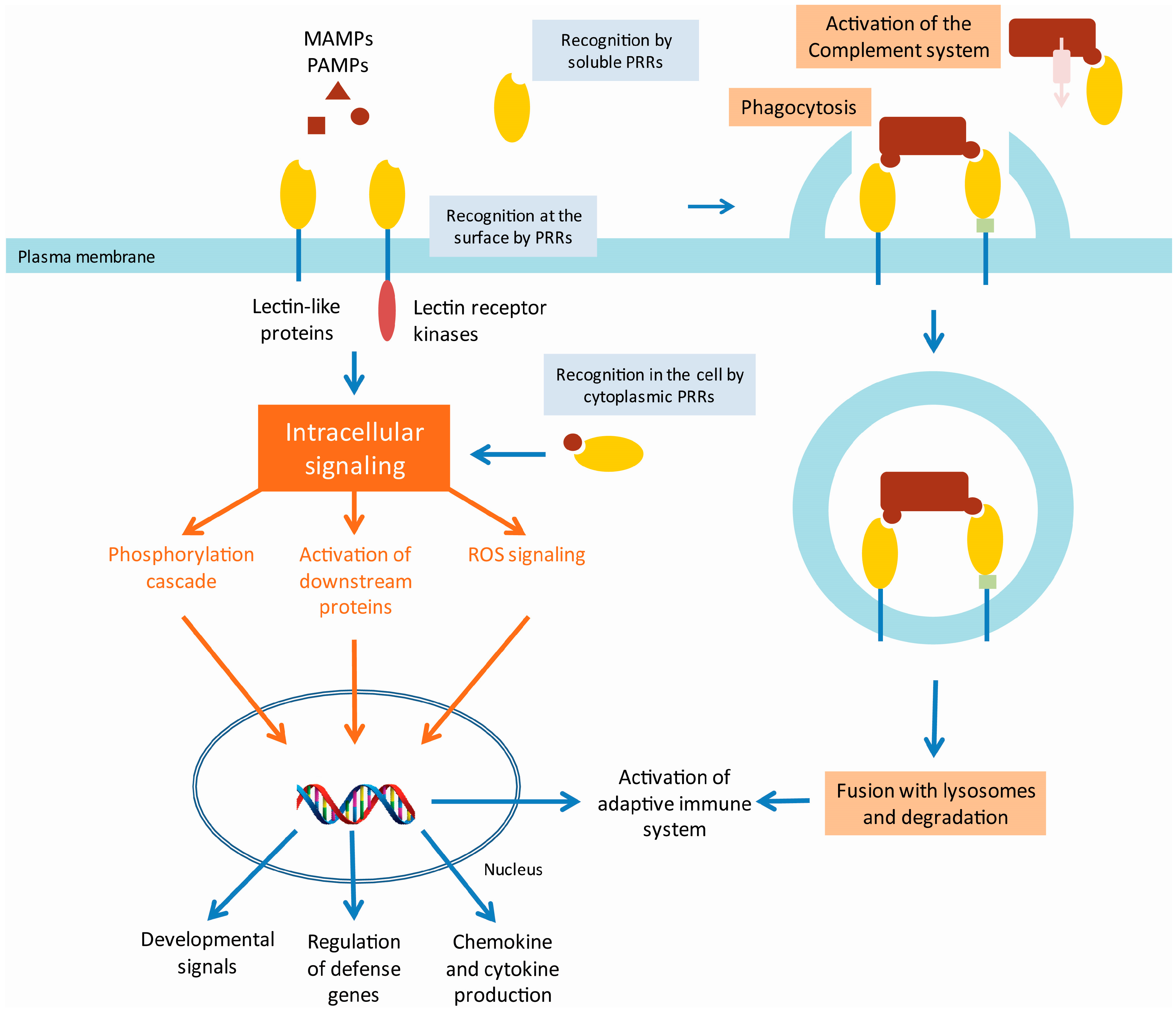 Molecules | Free Full-Text | Protein-Carbohydrate Interactions as Part