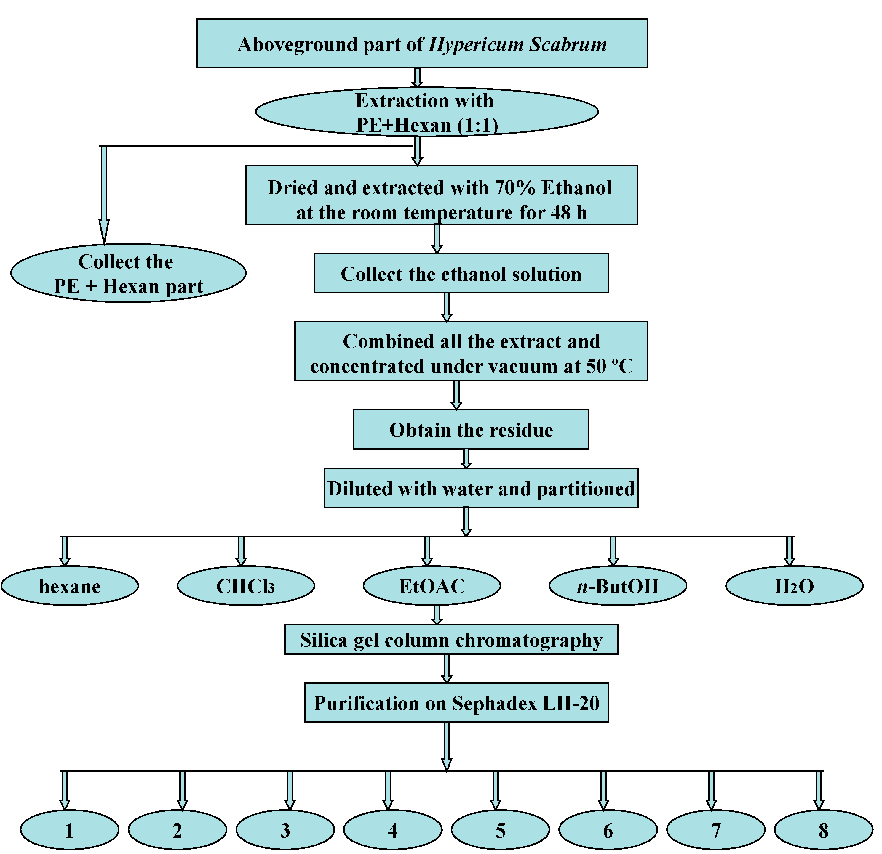 book sertoli cell