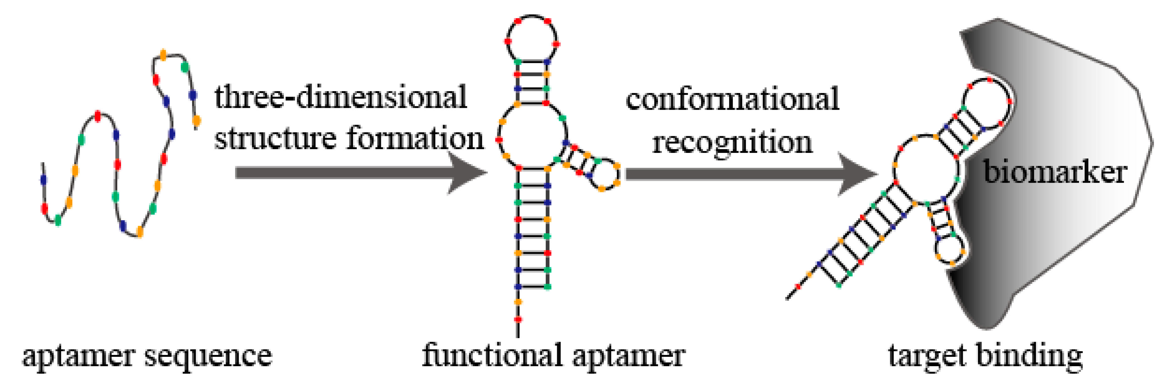 free hierarchical bayesian optimization algorithm toward a new generation of evolutionary algorithms