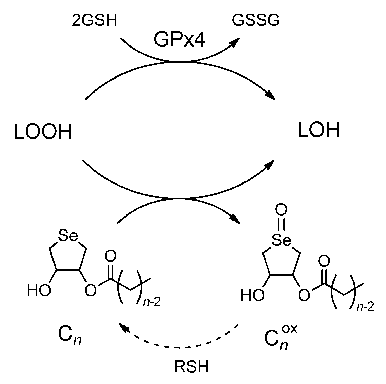 function of fatty acids
