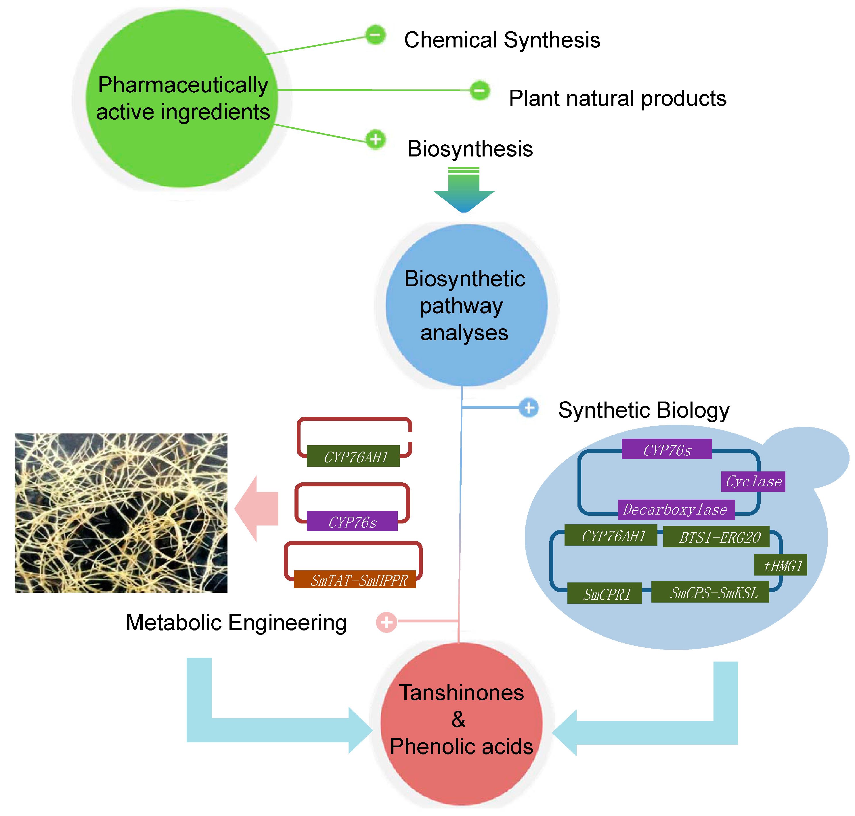 Molecules 20 16235 g003