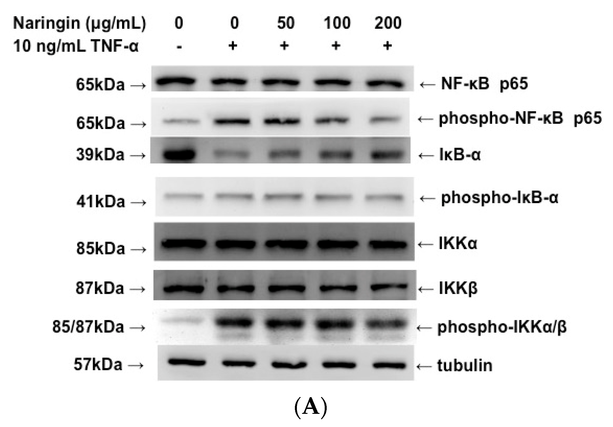 Molecules 21 00195 g006a