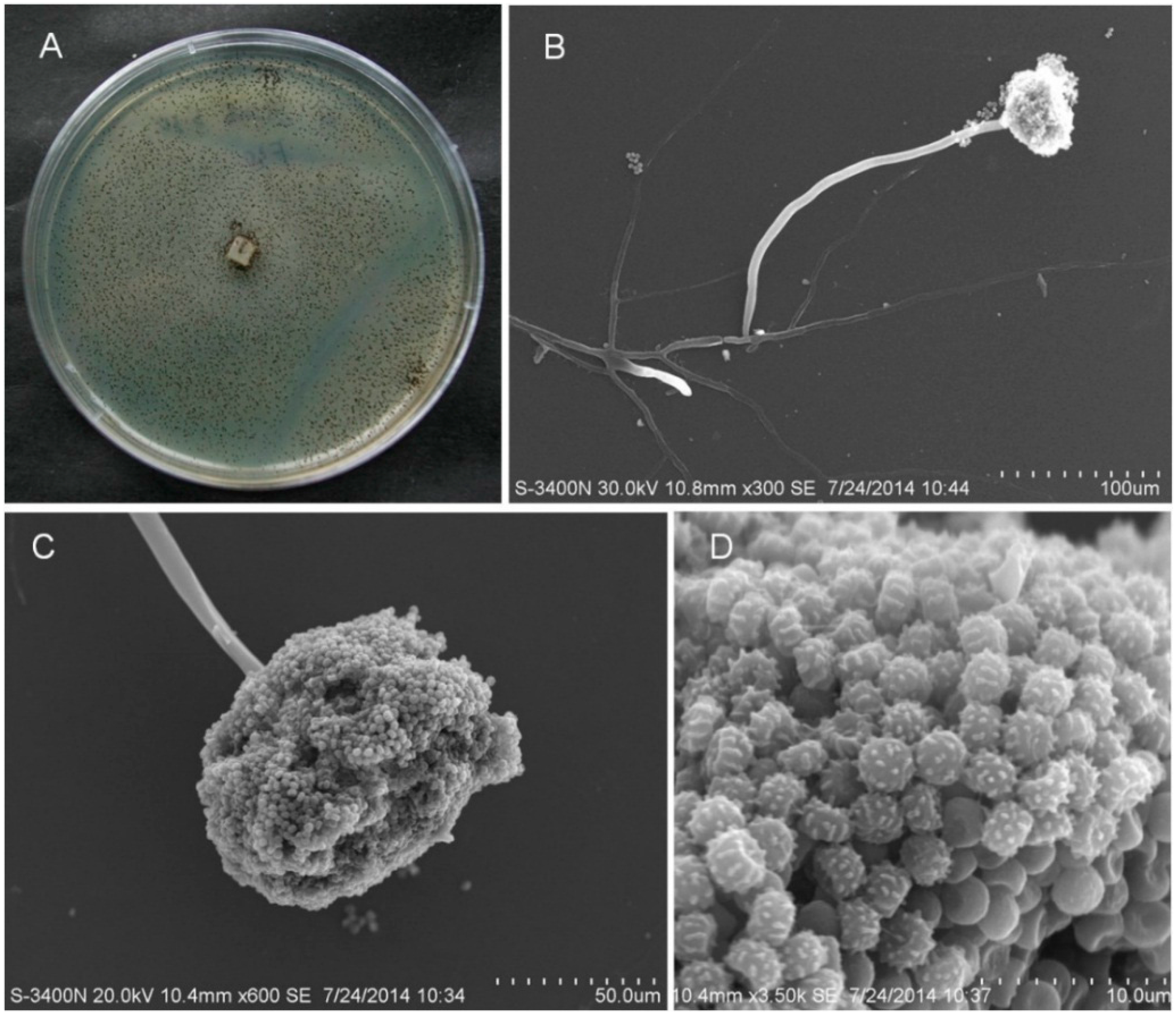 Molecules 21 00941 g002