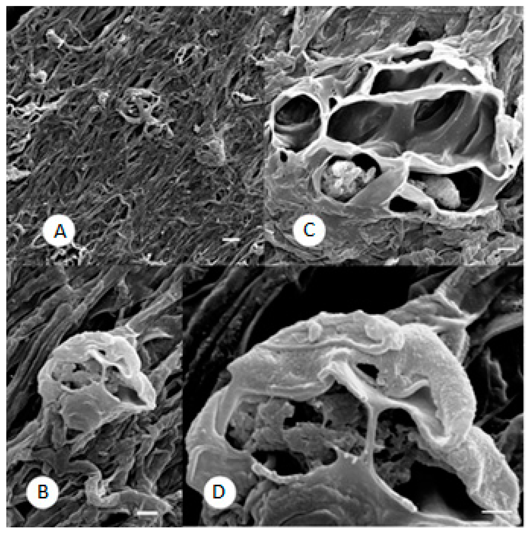 Molecules 21 01306 g004