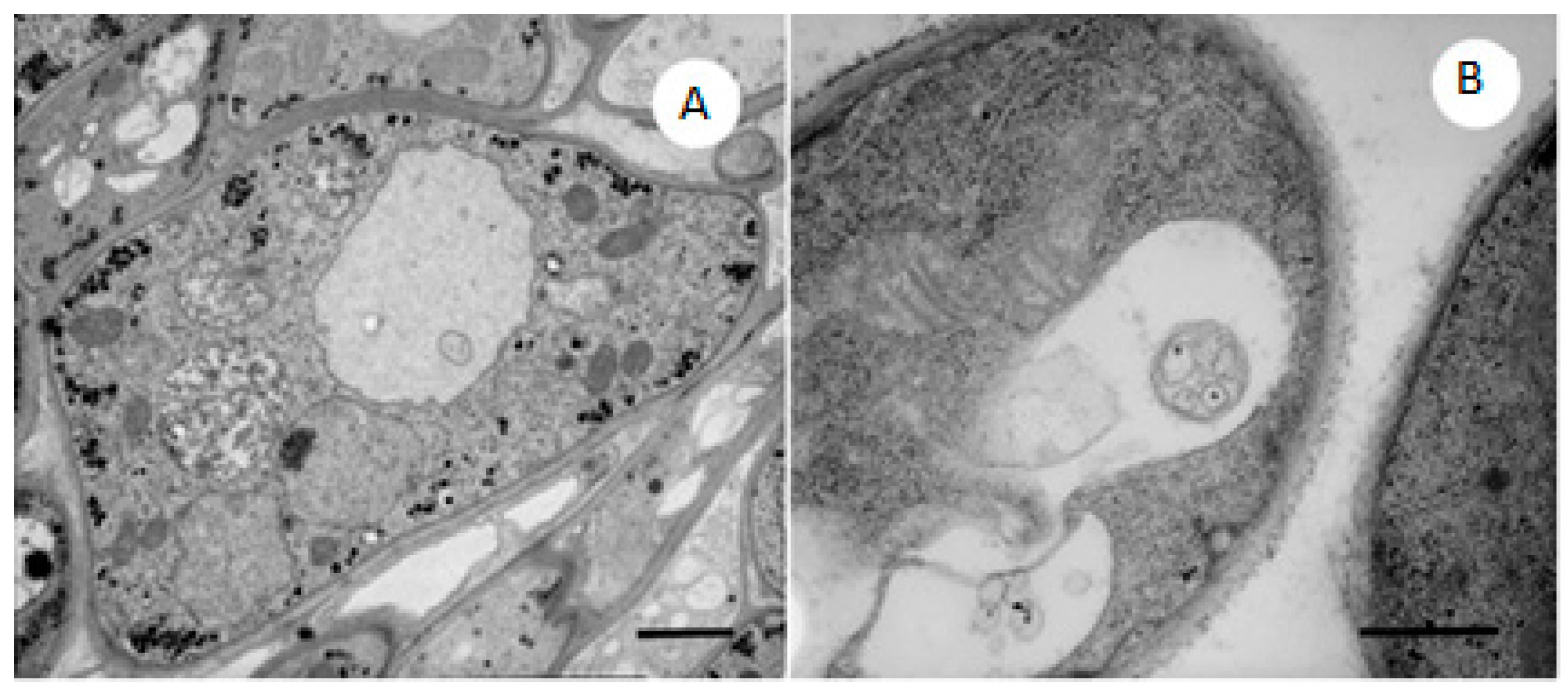 Molecules 21 01306 g005