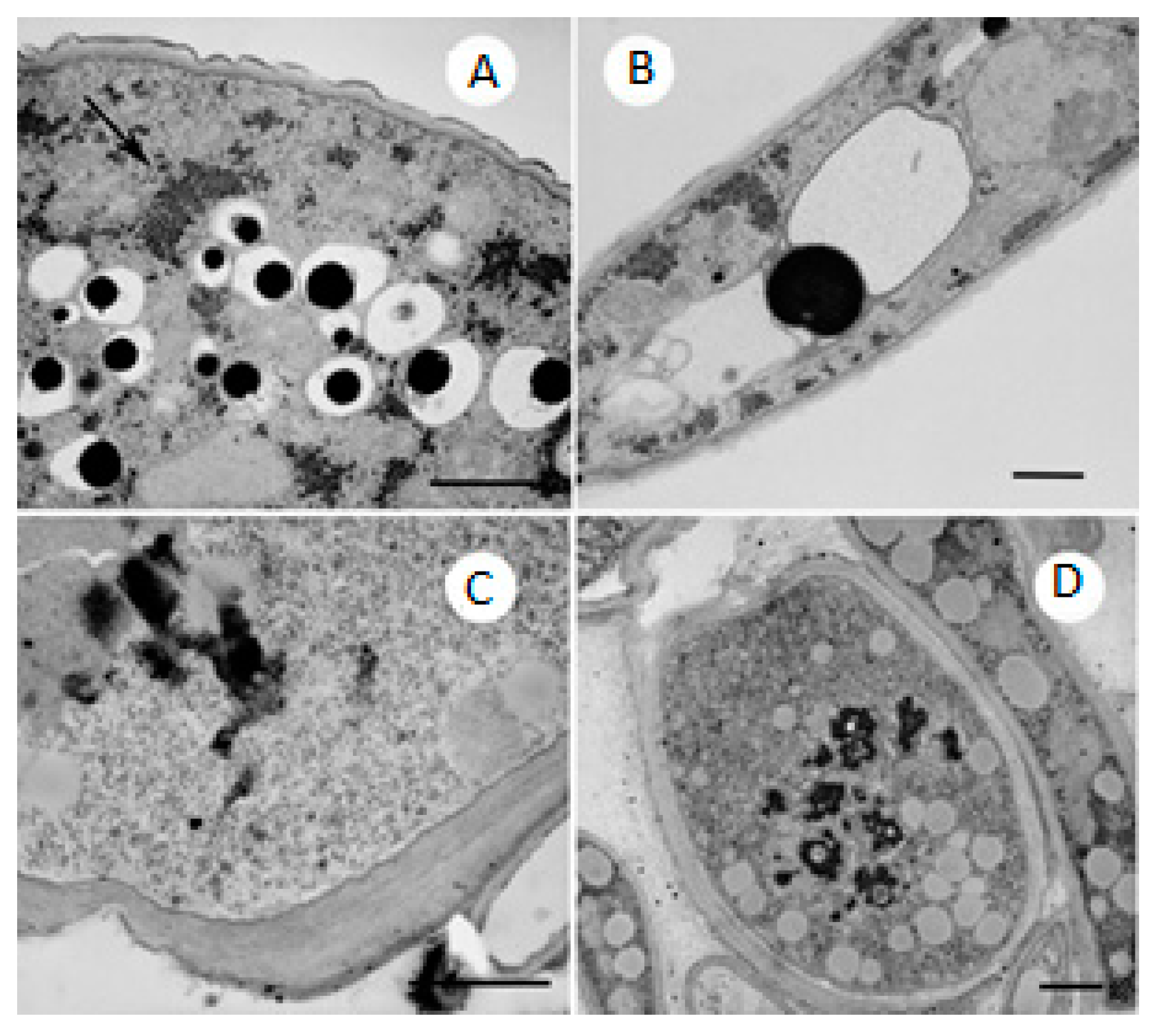 Molecules 21 01306 g006