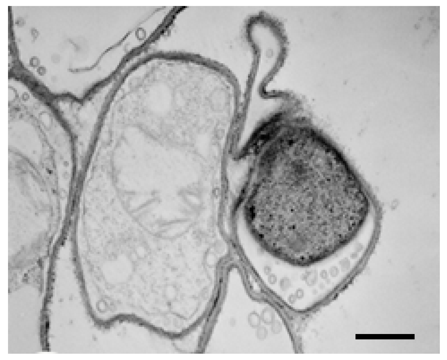 Molecules 21 01306 g007