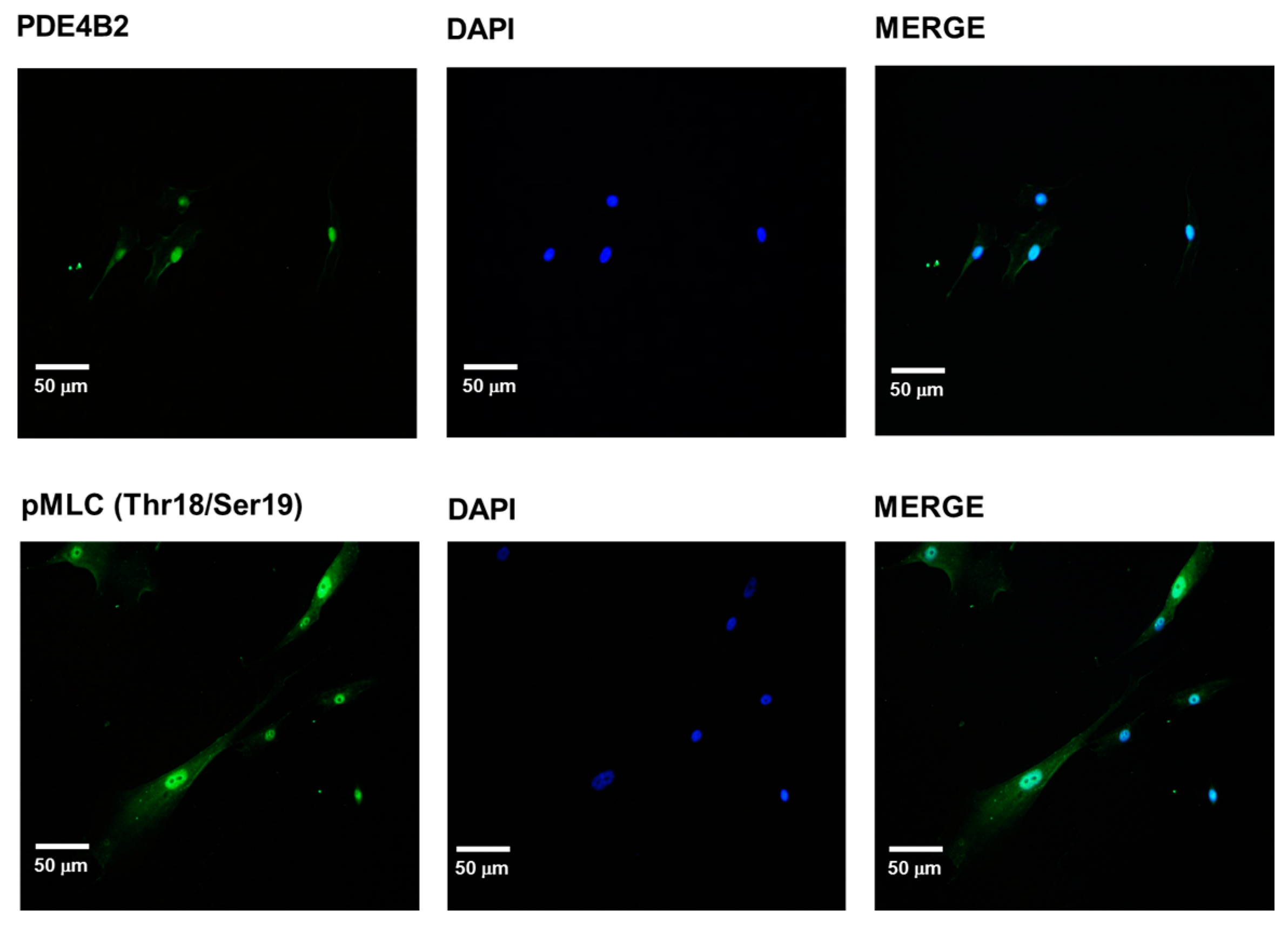 Molecules 21 01332 g005