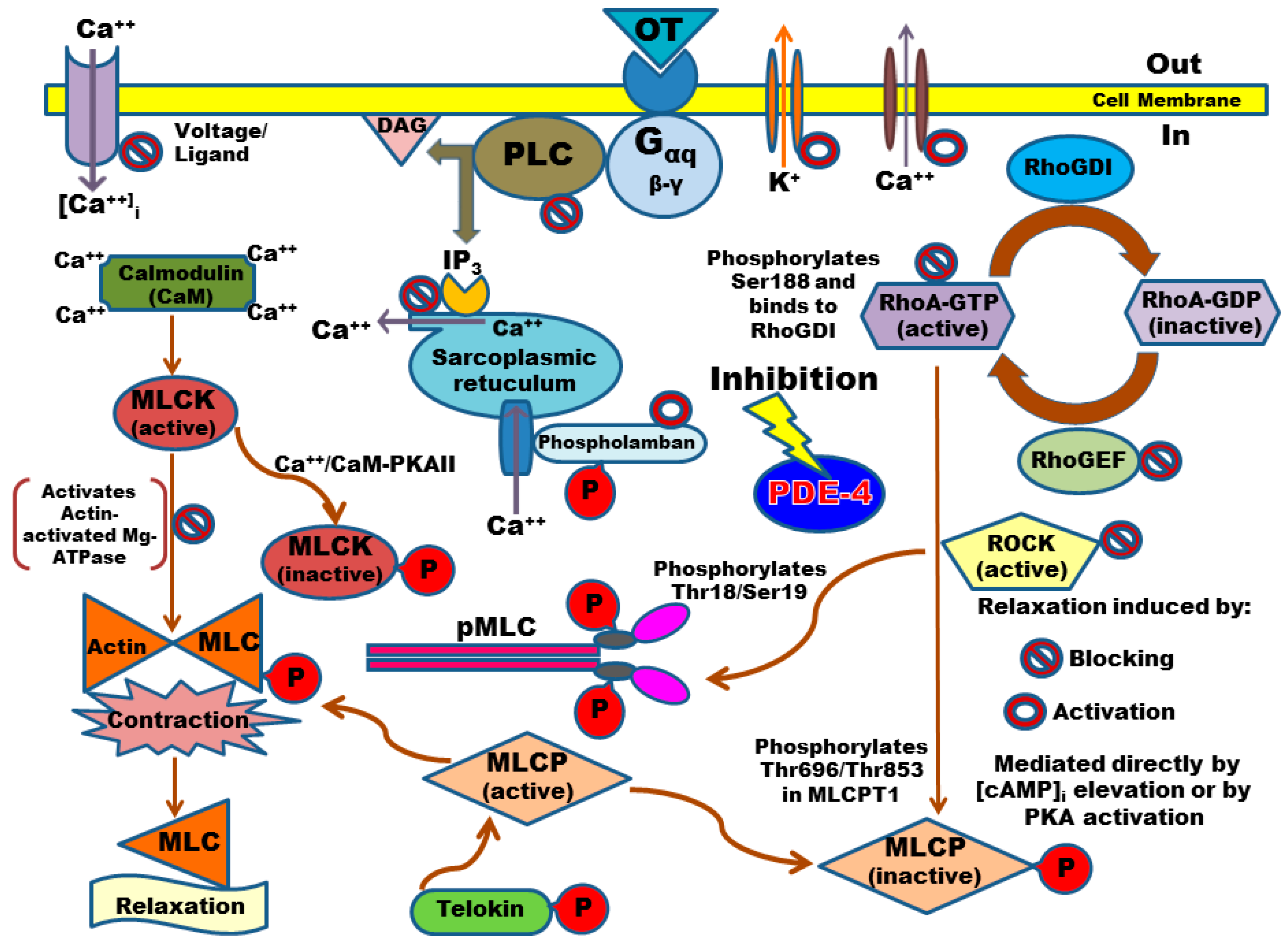 Molecules 21 01332 g008