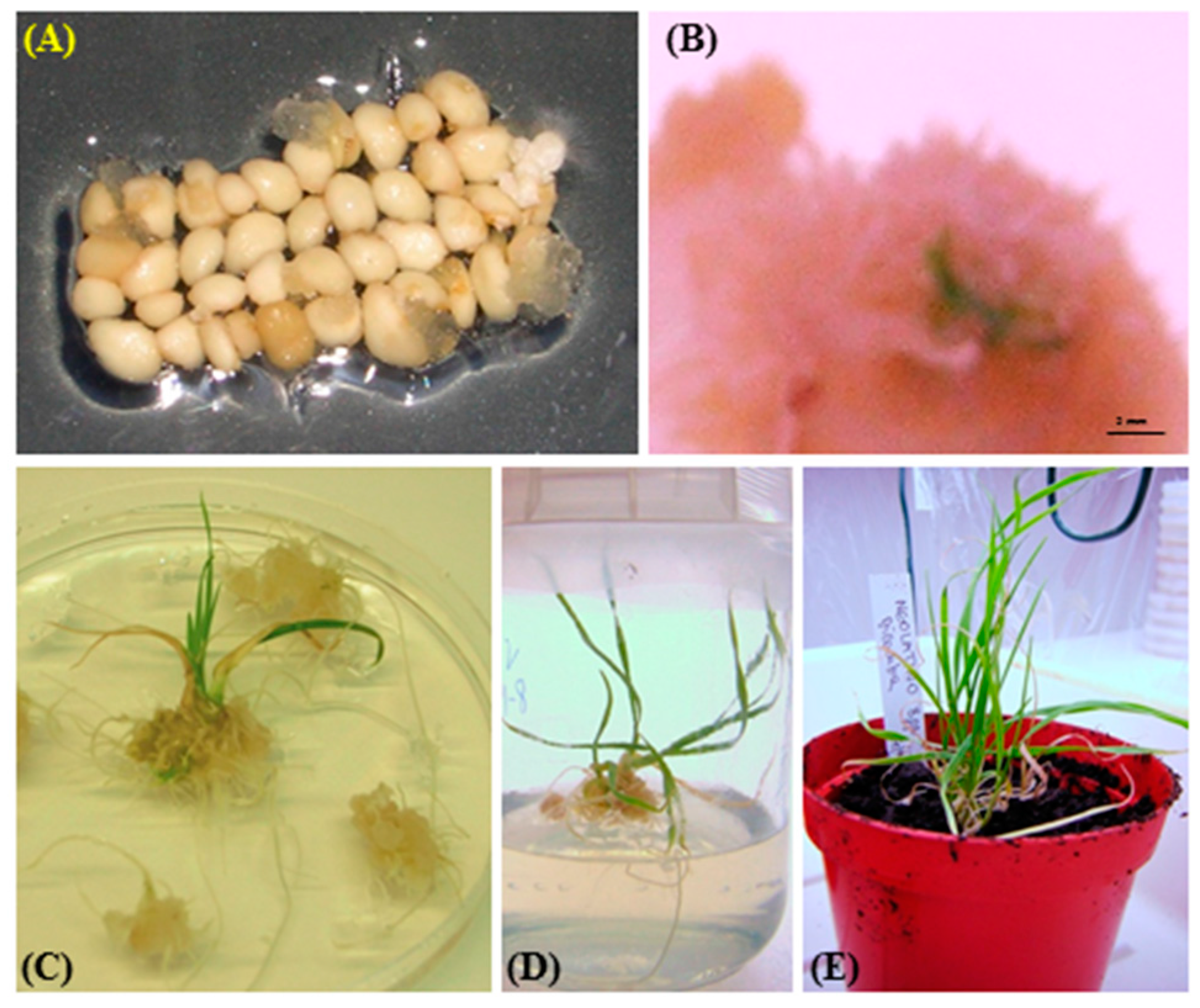 Molecules 21 01440 g003