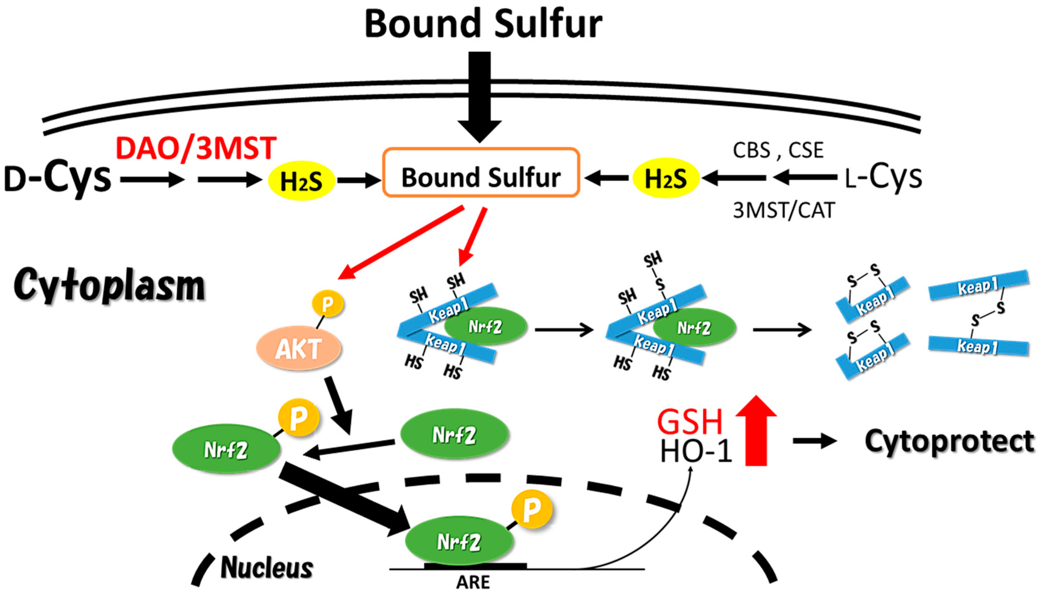 sulfur atom