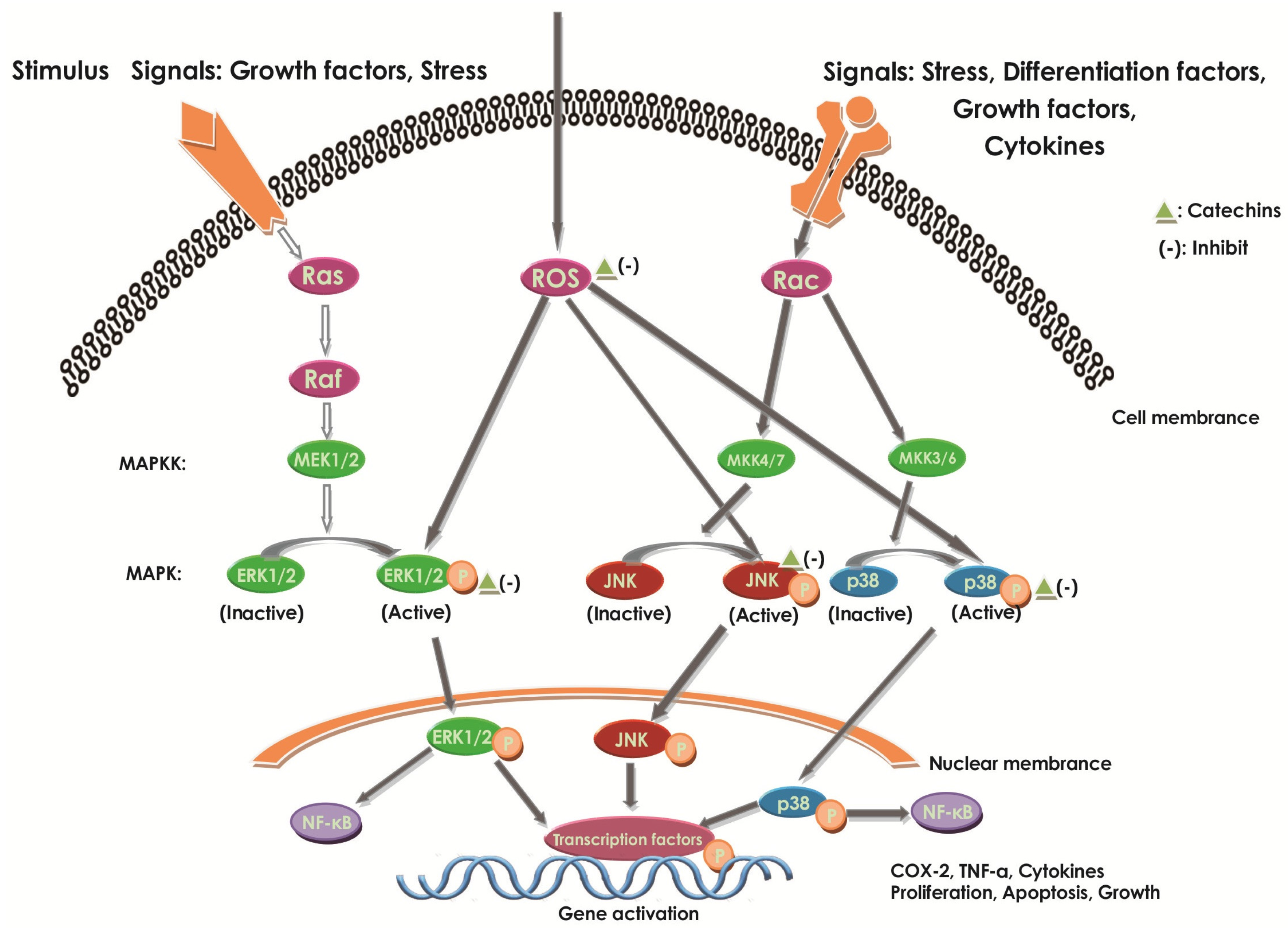 Molecules 22 00484 g006