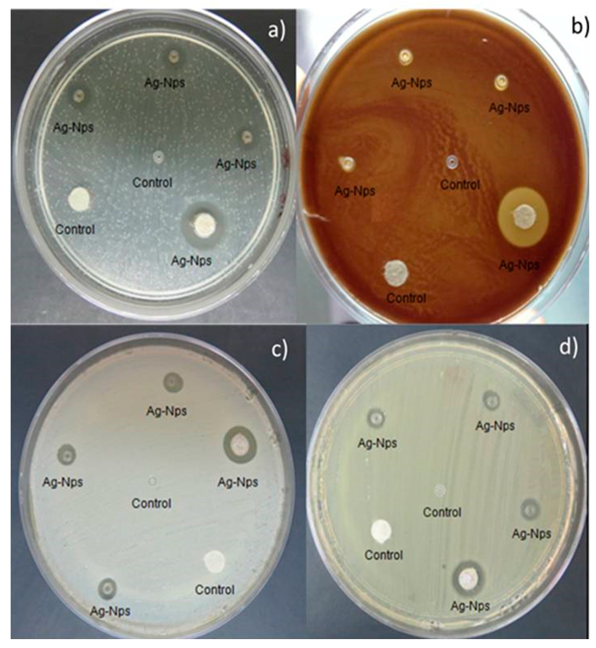 download Flowering Plants · Eudicots: Berberidopsidales, Buxales, Crossosomatales, Fabales p.p., Geraniales, Gunnerales, Myrtales p.p., Proteales, Saxifragales, Vitales, Zygophyllales, Clusiaceae Alliance,
