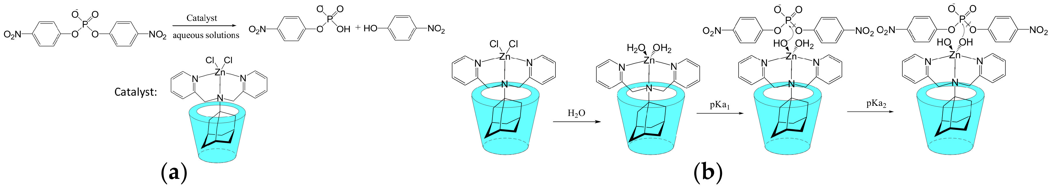 the hydrolysis of nitrophenyl phosphate Kinetics of a single substrate enzyme-catalysed reaction the hydrolysis of p-nitrophenyl phosphate by mucosal alkaline phosphatase - life sciences bibliographies - in harvard style. the hydrolysis of nitrophenyl phosphate Kinetics of a single substrate enzyme-catalysed reaction the hydrolysis of p-nitrophenyl phosphate by mucosal alkaline phosphatase - life sciences bibliographies - in harvard style.