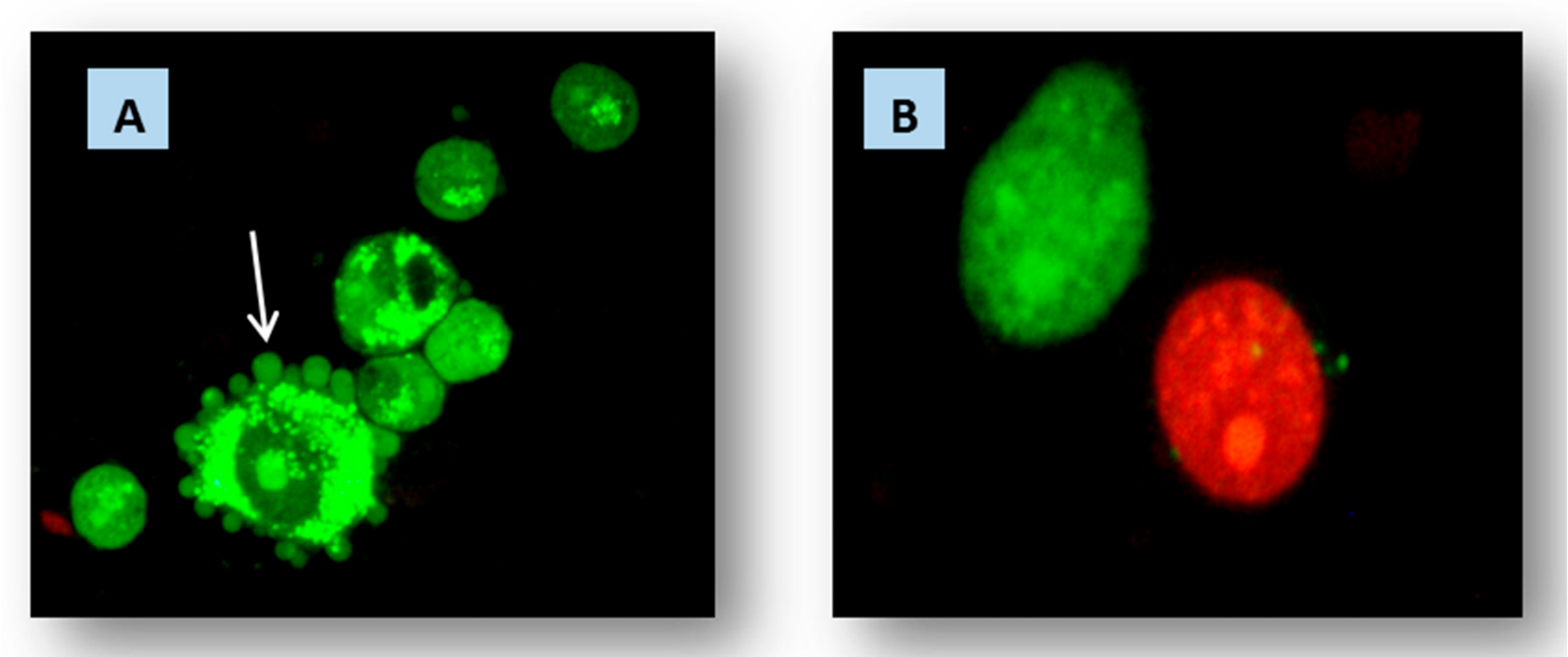 Molecules 22 01947 g008