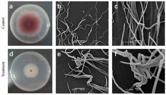 promising antifungal effect of some folkloric Among the plants tested allium sativum was very promising and showed significant inhibition of all tested bacterial and fungal pathogens numerous workers (willis, 1956 agarwal, 1978 mantis et al, 1979 jain, 1994) have observed that garlic juice exhibits strong antibacterial and antifungal properties and due to these properties, garlic juice is very effective against various diseases. promising antifungal effect of some folkloric Among the plants tested allium sativum was very promising and showed significant inhibition of all tested bacterial and fungal pathogens numerous workers (willis, 1956 agarwal, 1978 mantis et al, 1979 jain, 1994) have observed that garlic juice exhibits strong antibacterial and antifungal properties and due to these properties, garlic juice is very effective against various diseases.