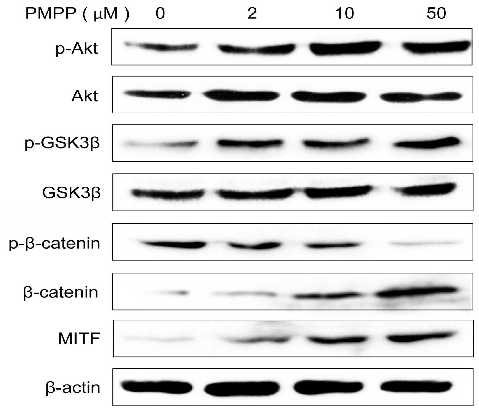 Molecules 22 02077 g005