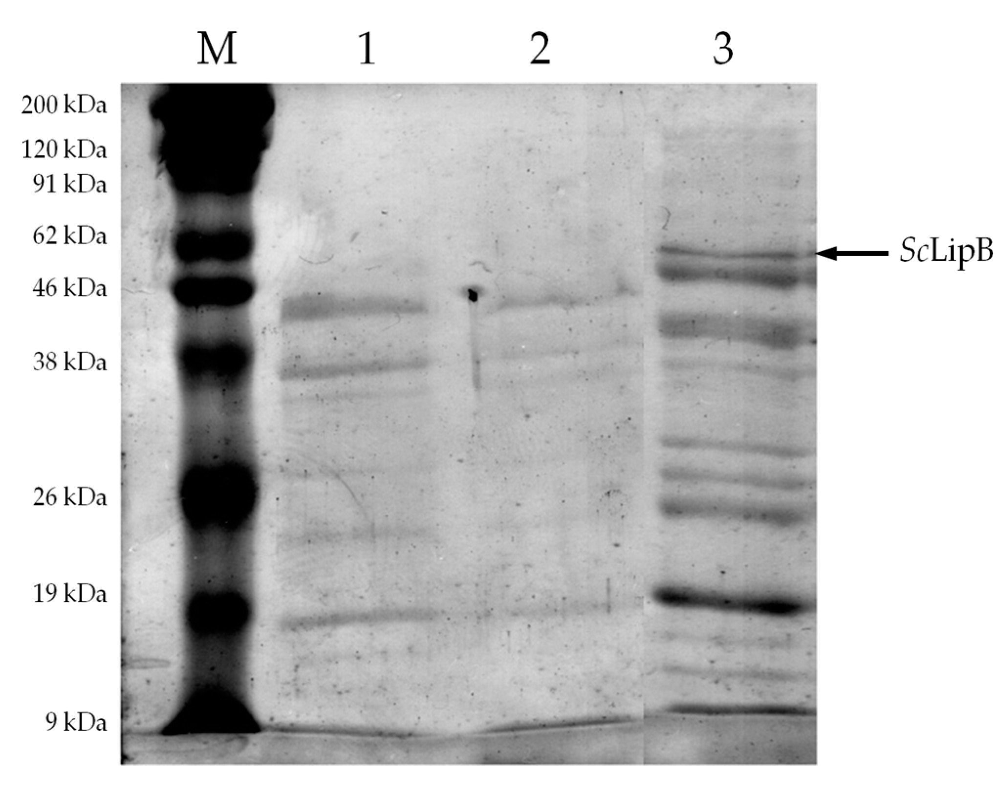 Molecules 22 02106 g002