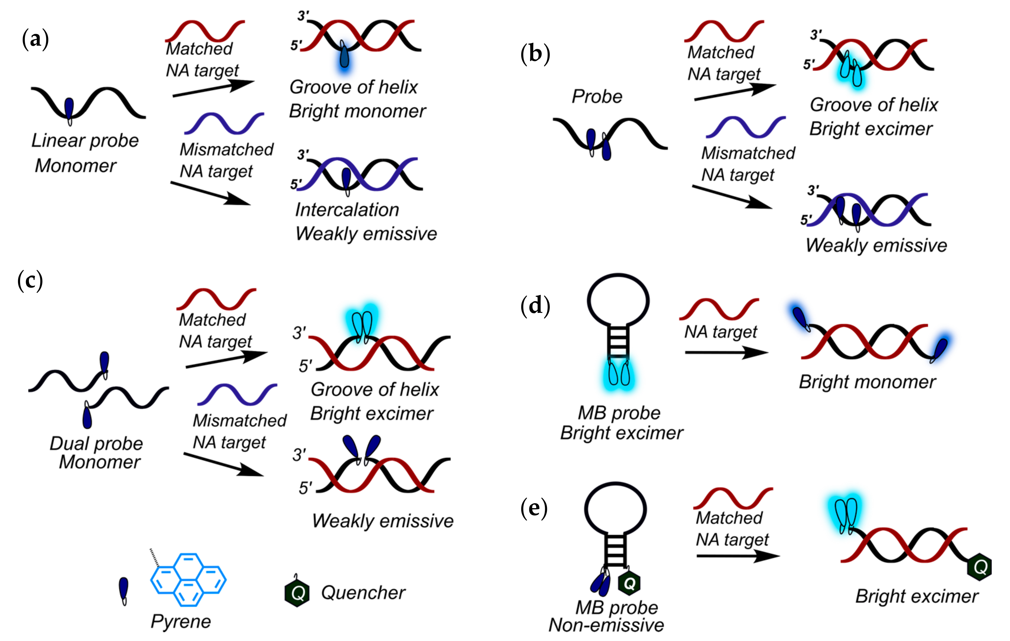 pictures of nucleic acid