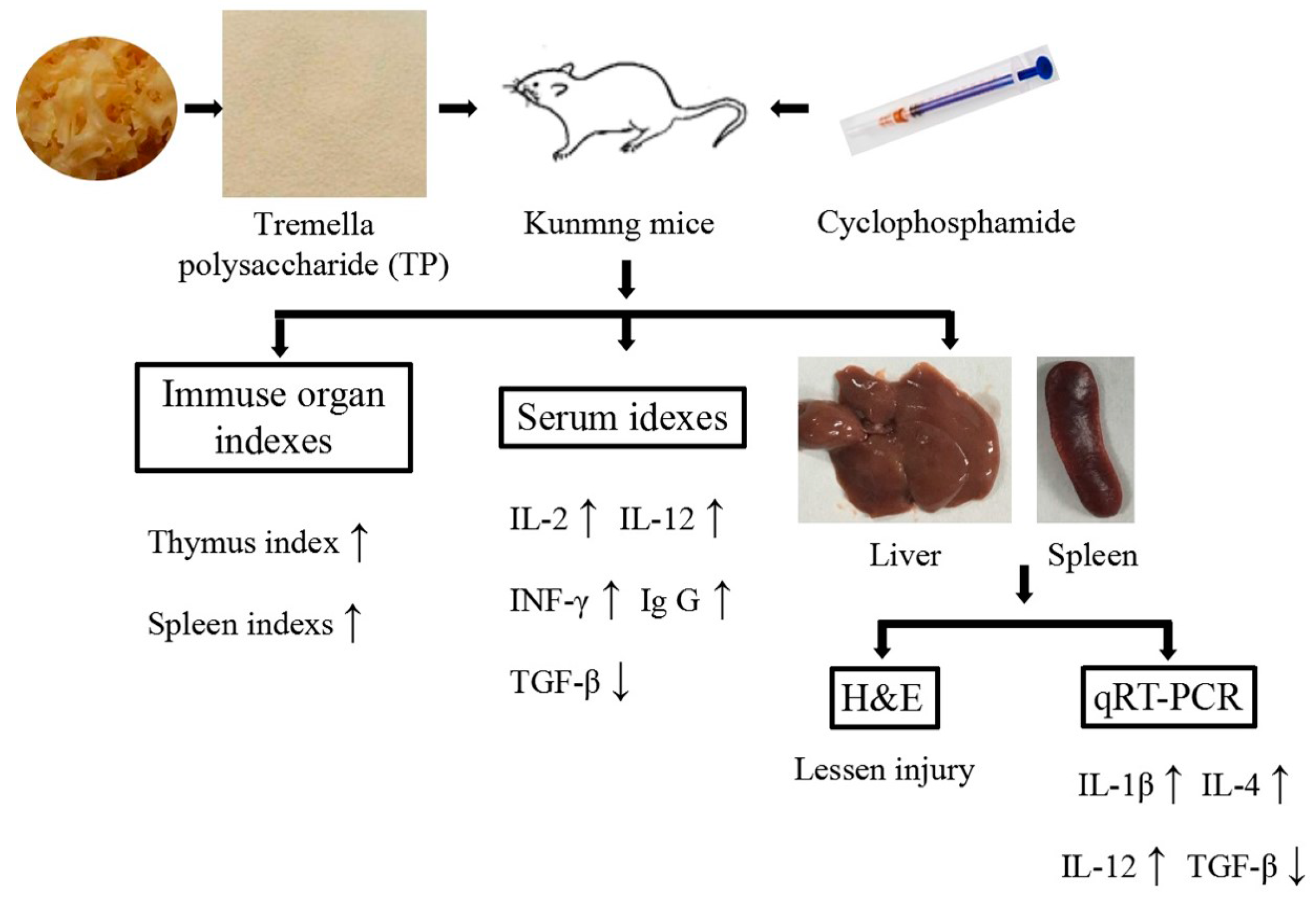 Cyclophosphamide Free Trial
