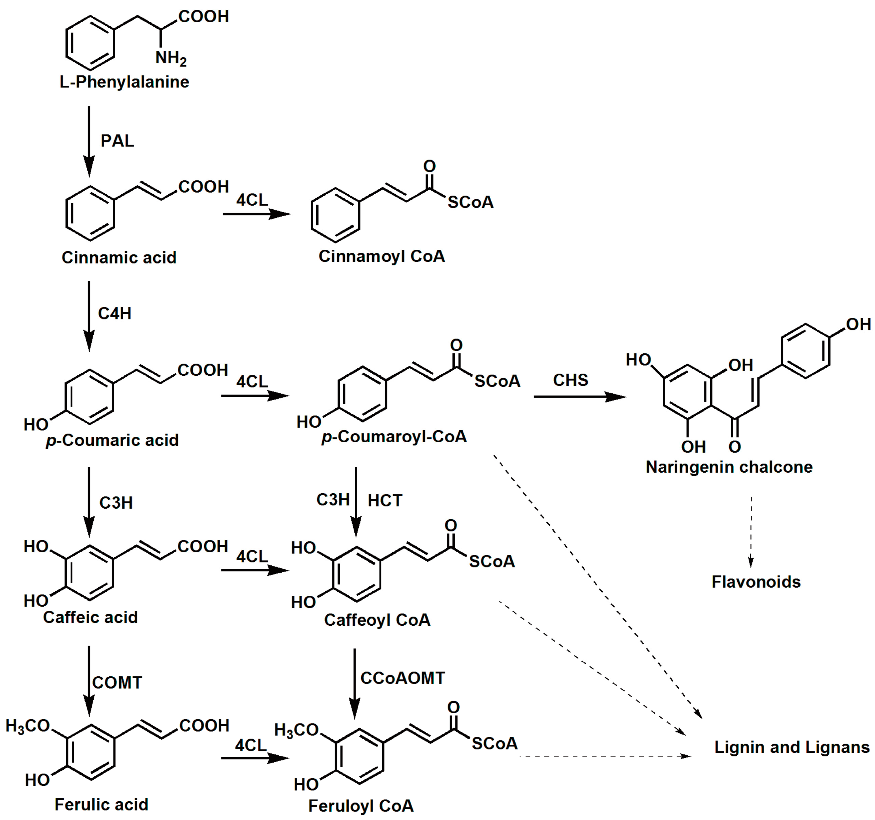 Chemical Synthesis And Properties Of Hydroxycinnamoyl Coenzyme A Derivatives Chemical Synthesis And Properties Of Hydroxycinnamoyl Coenzyme A Derivatives