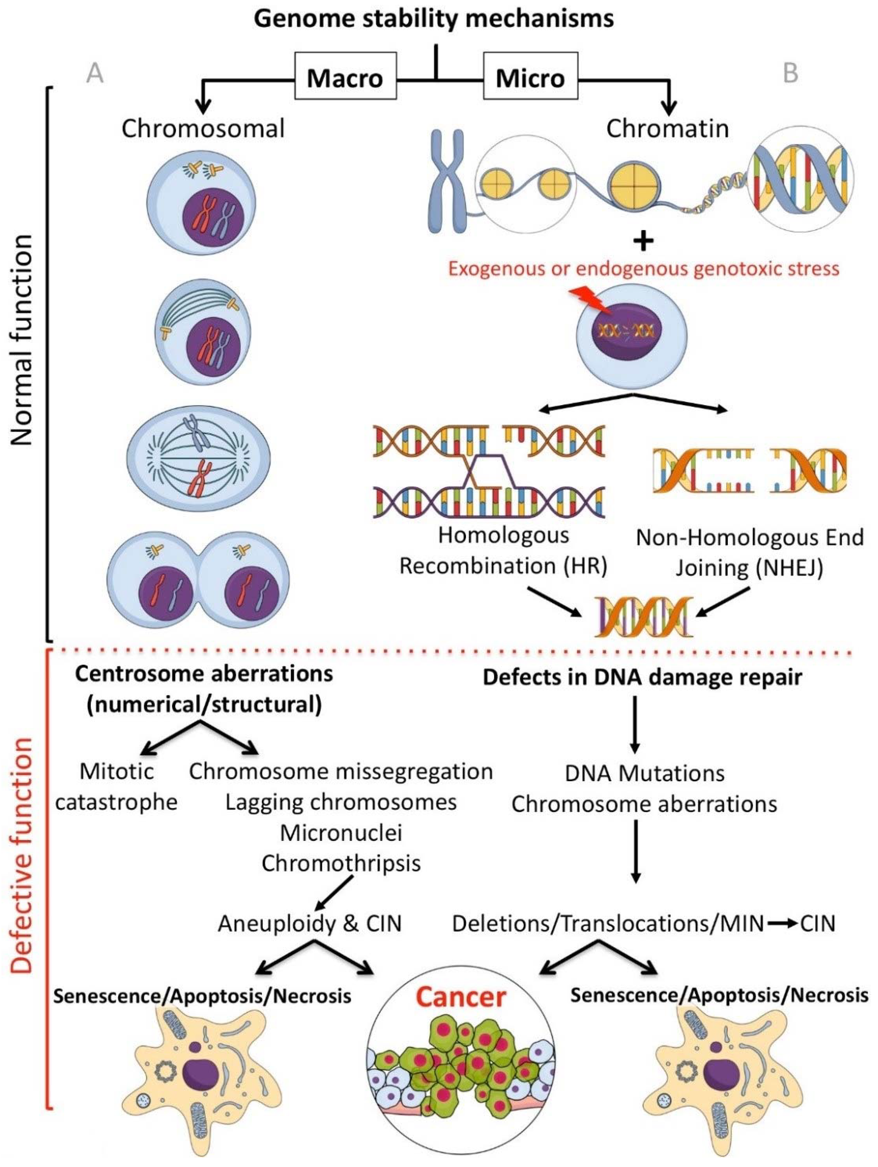 Clinically Applicable Inhibitors Impacting Biology Diagrams