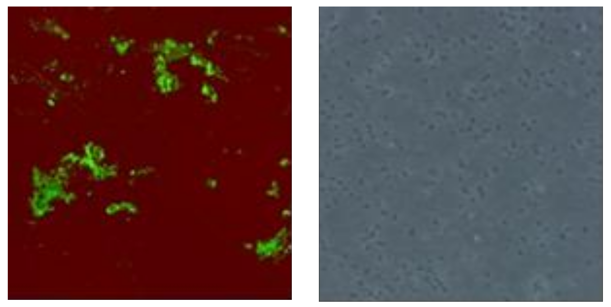 Molecules 23 02056 g002