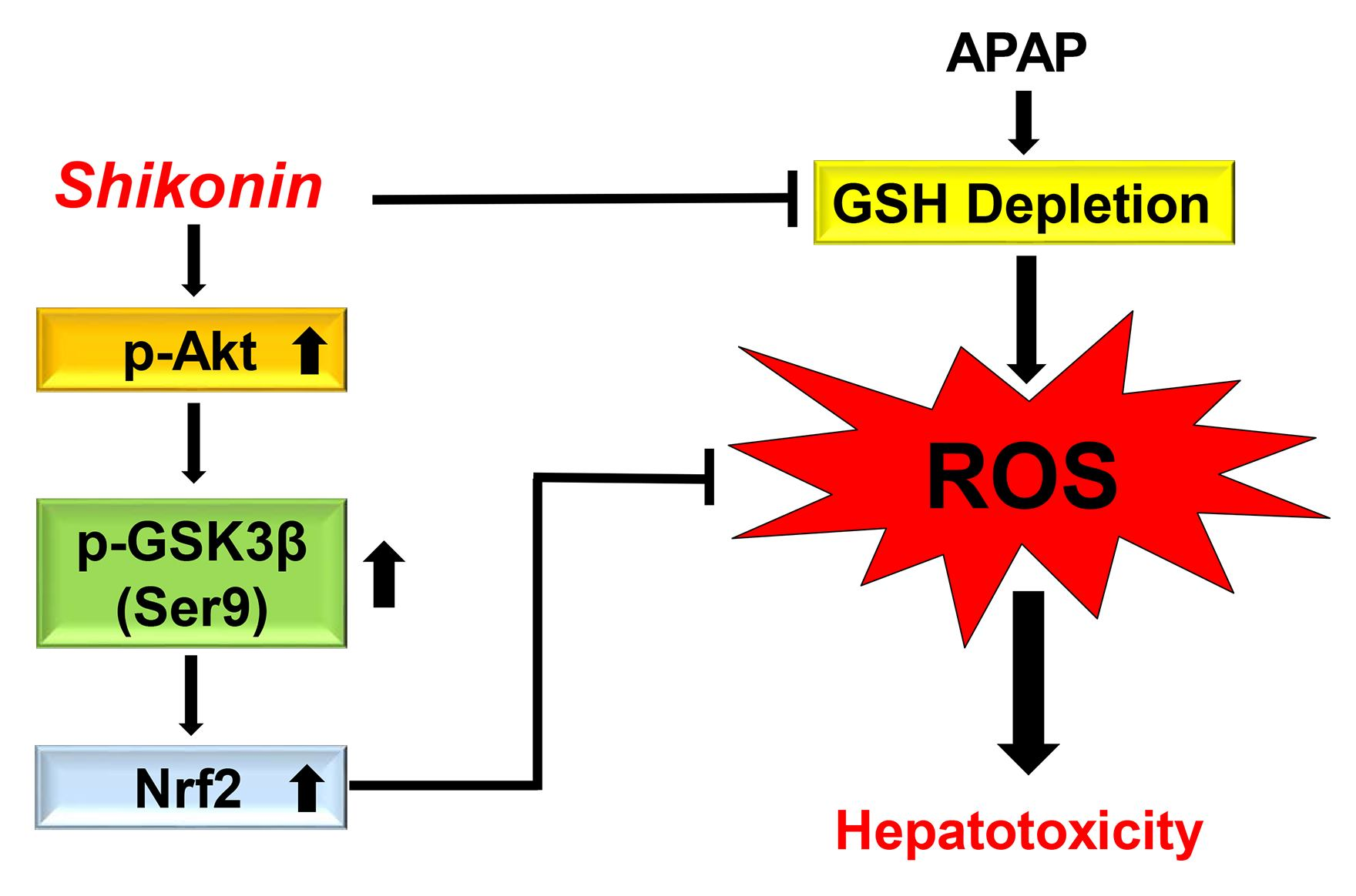Molecules Free FullText Shikonin Attenuates AcetaminophenInduced