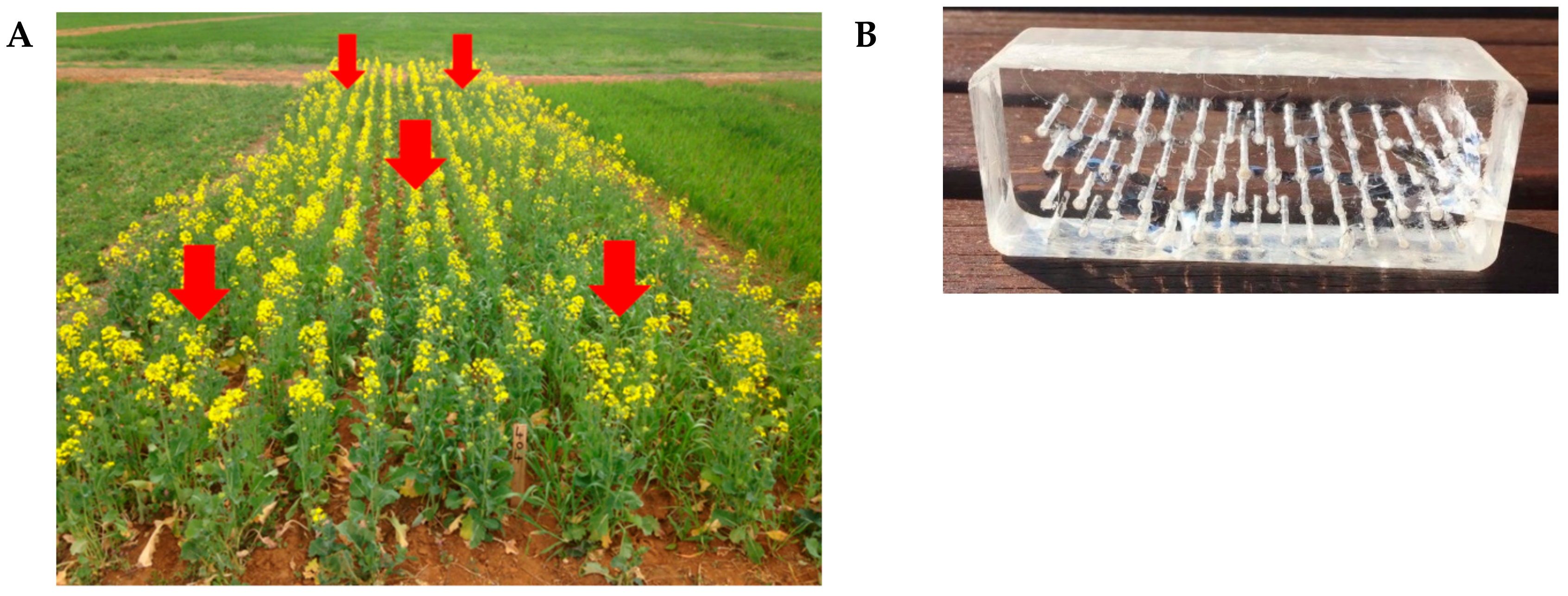 Molecules 24 01955 g007