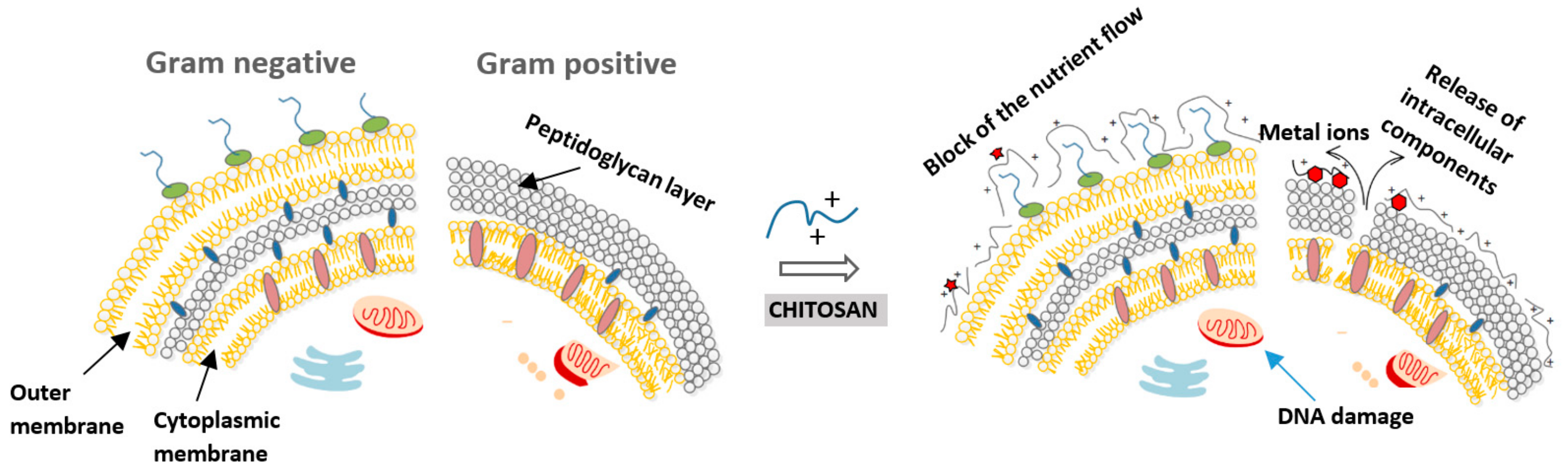 Molecules 24 01960 g002
