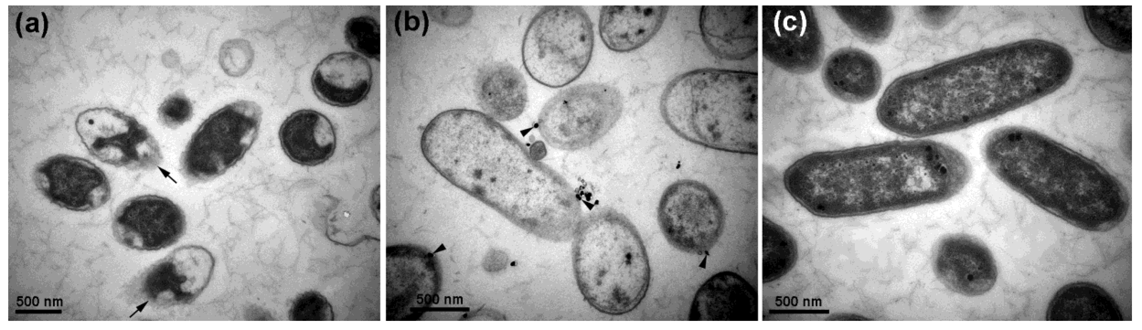 Molecules 24 02303 g003