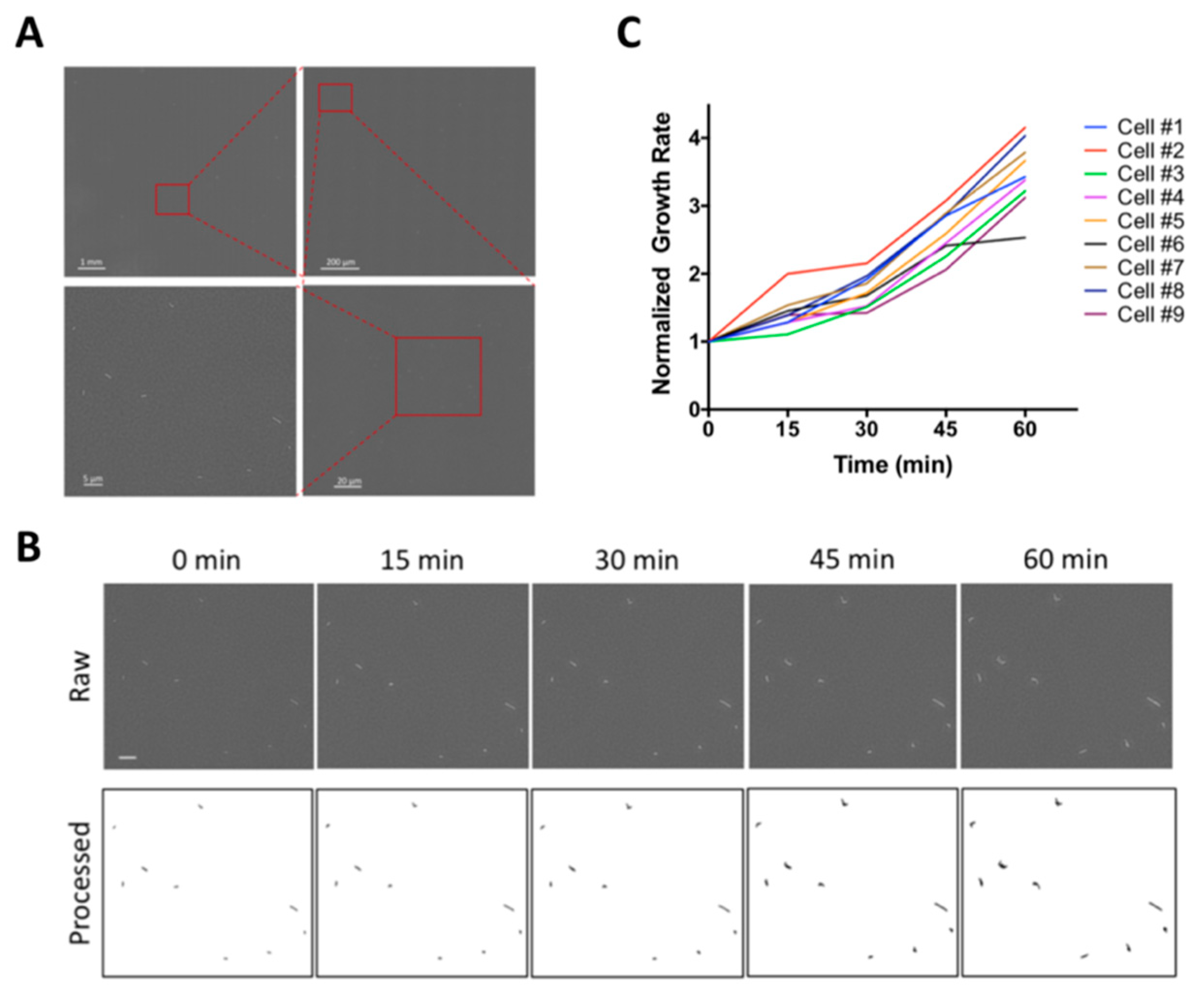 Molecules 24 02441 g001