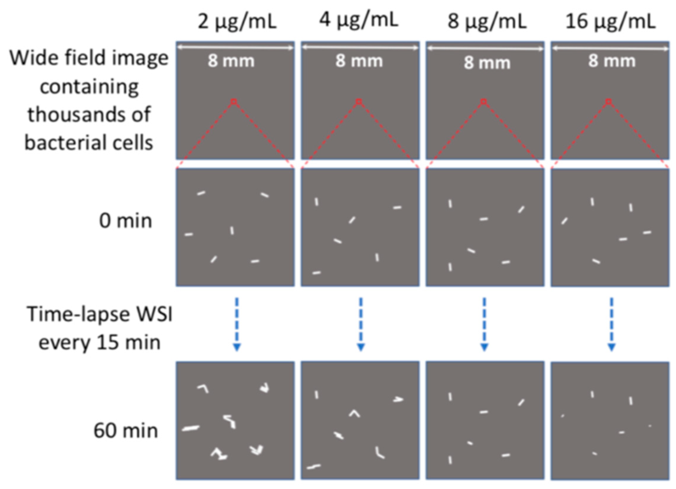 Molecules 24 02441 sch001