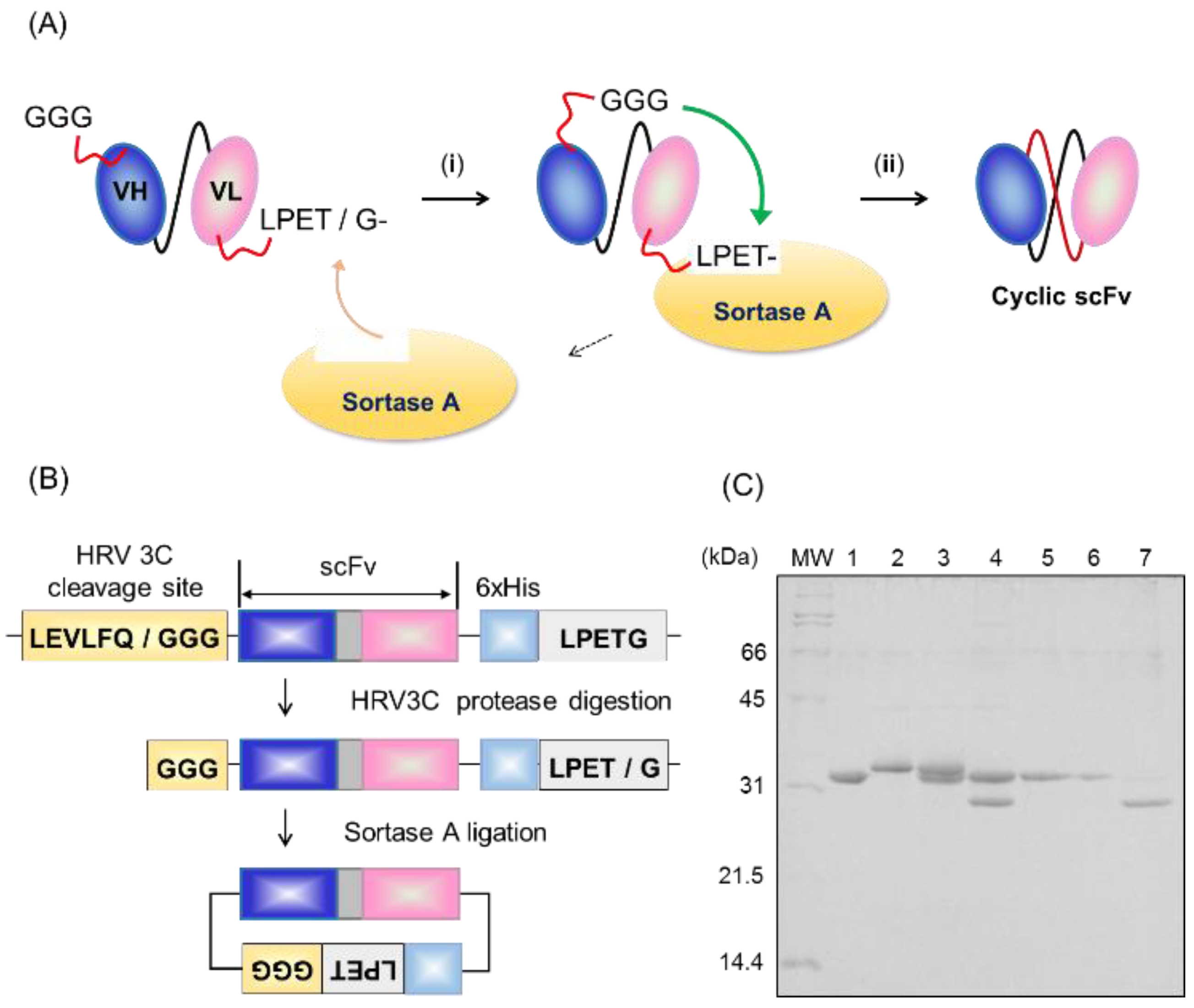 Molecules 24 02620 g002