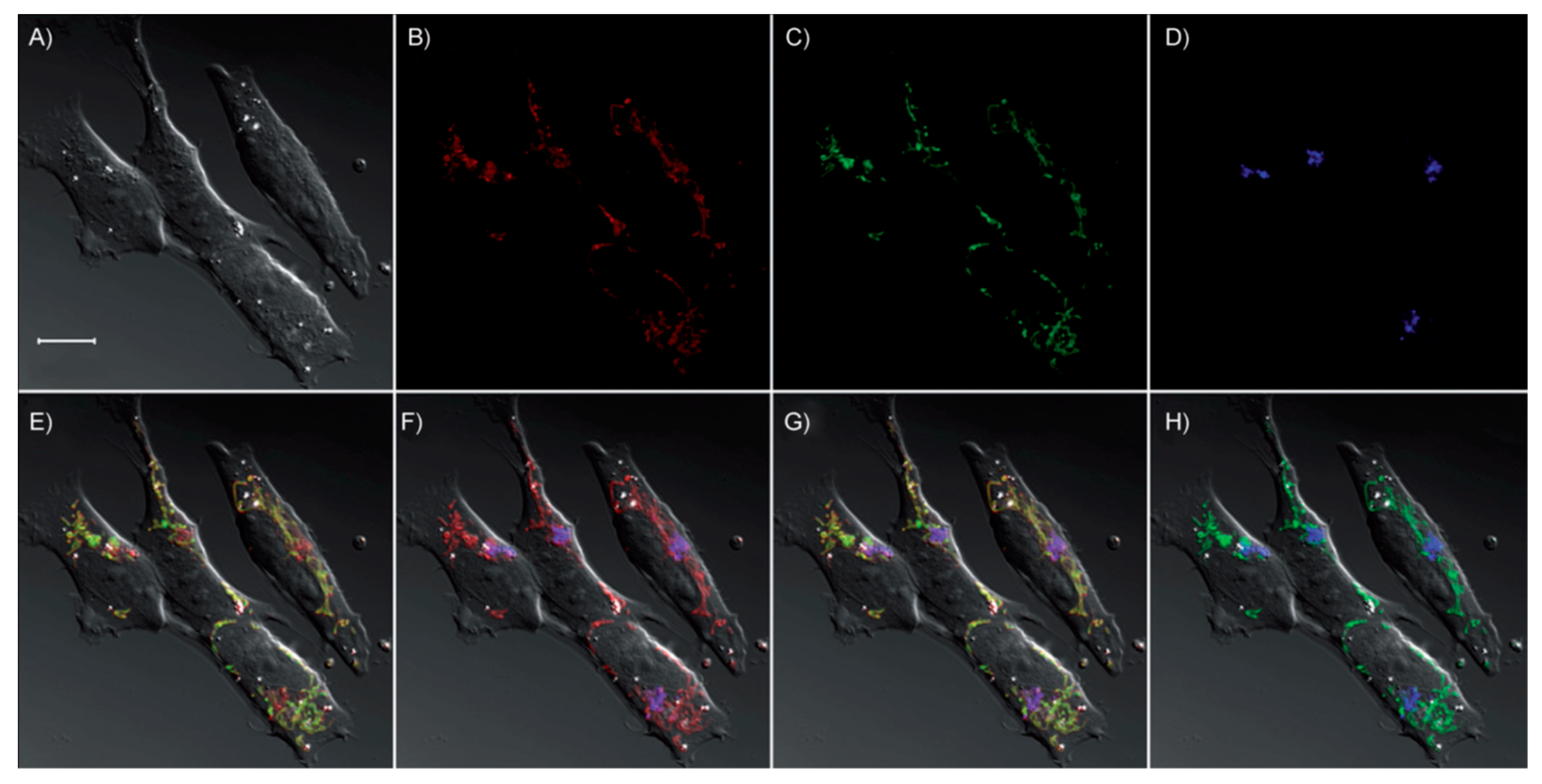 Molecules 24 03267 g001