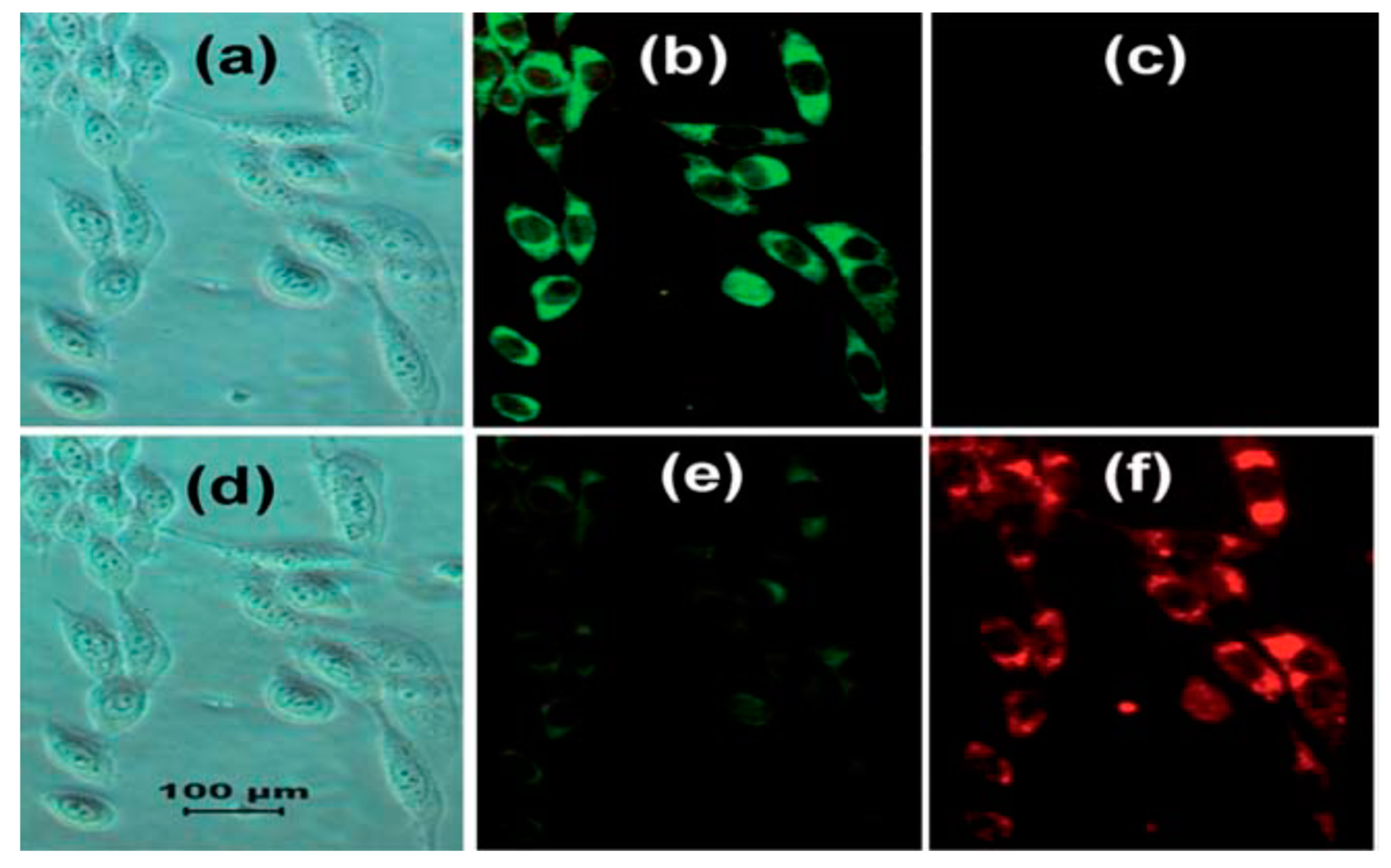Molecules 24 03267 g005