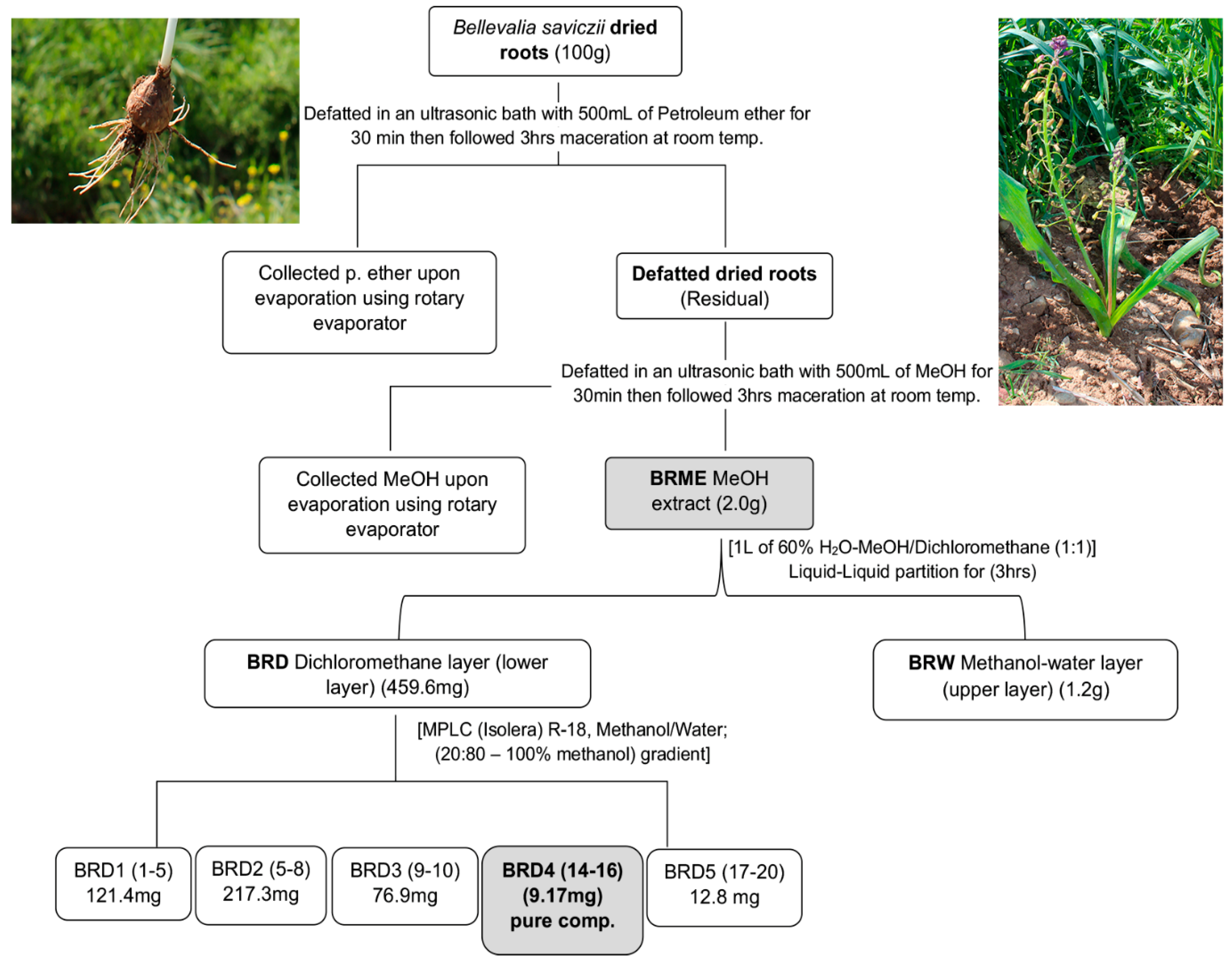 Molecules 24 03376 g001 Molecules 24 03376 g001