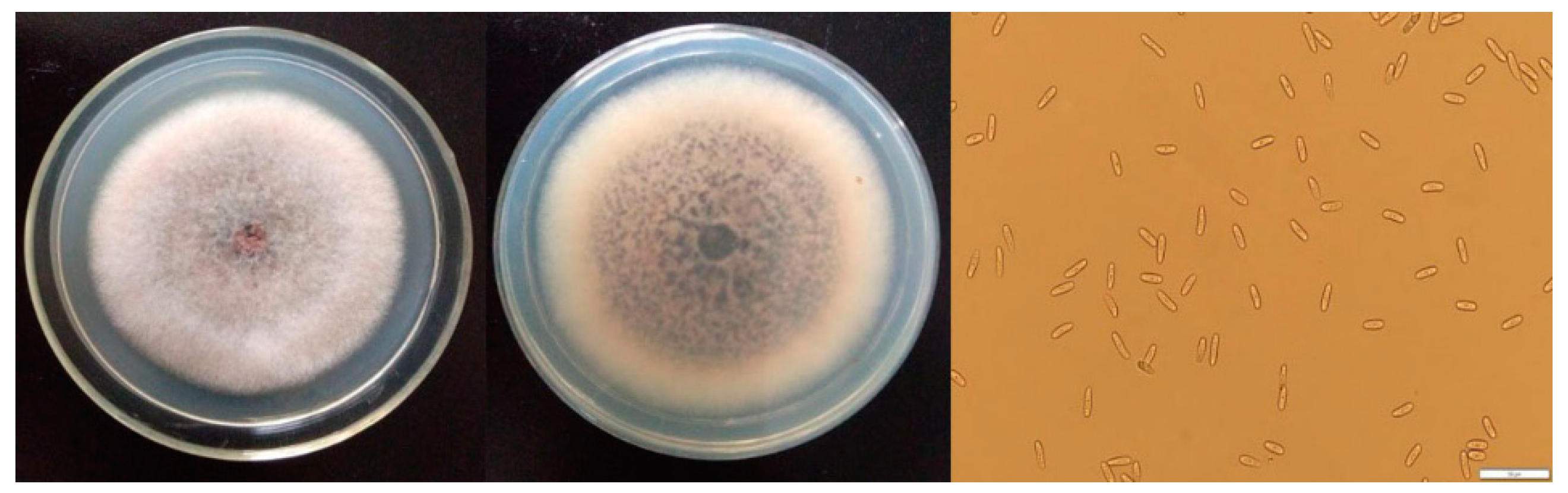 Molecules 24 03386 g001 Molecules 24 03386 g001