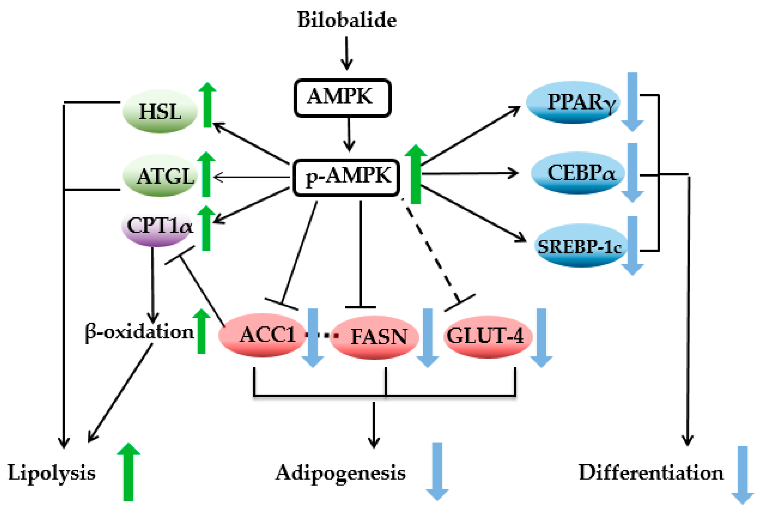 Molecules 24 03503 g008
