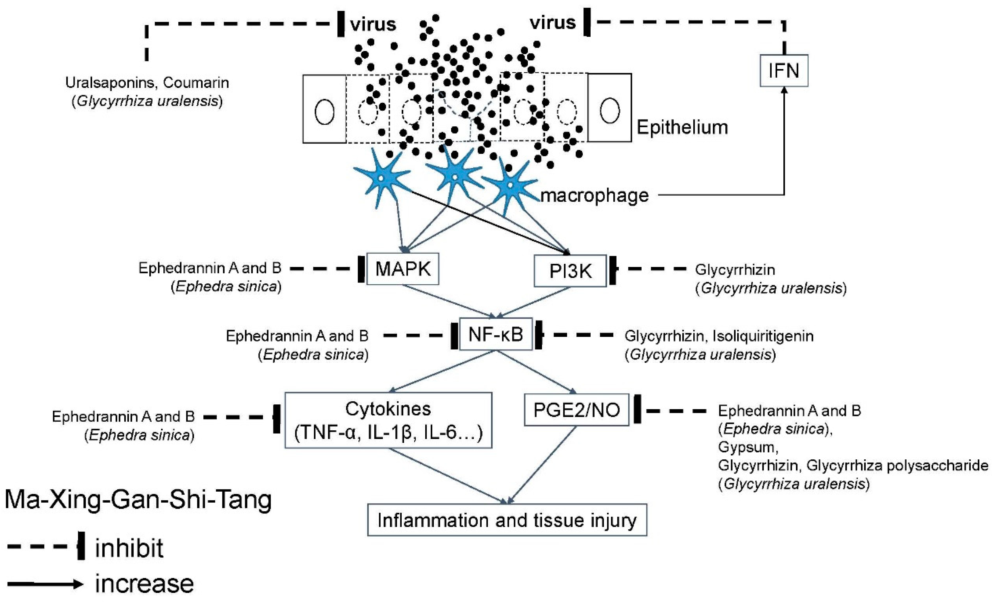 Molecules 24 03505 g004